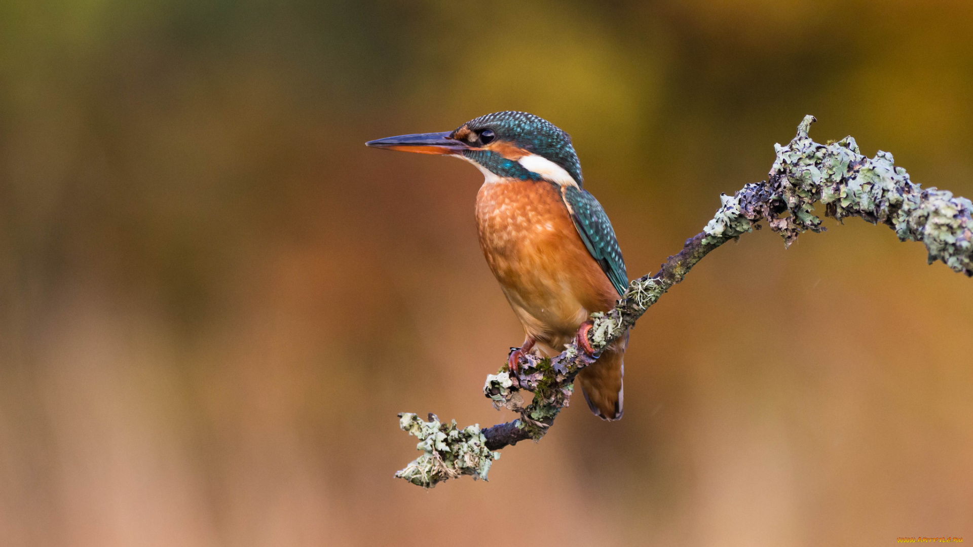 животные, зимородки, птичка
