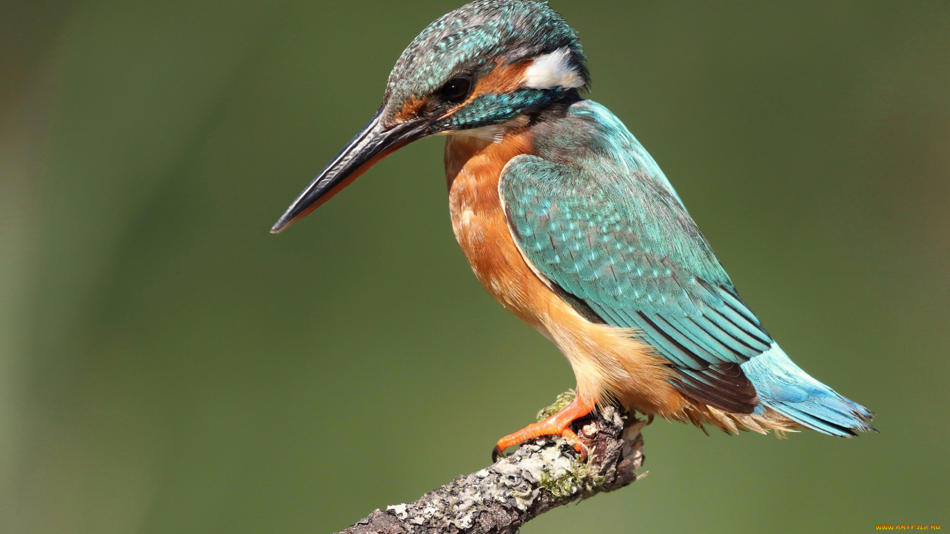 животные, зимородки, птичка