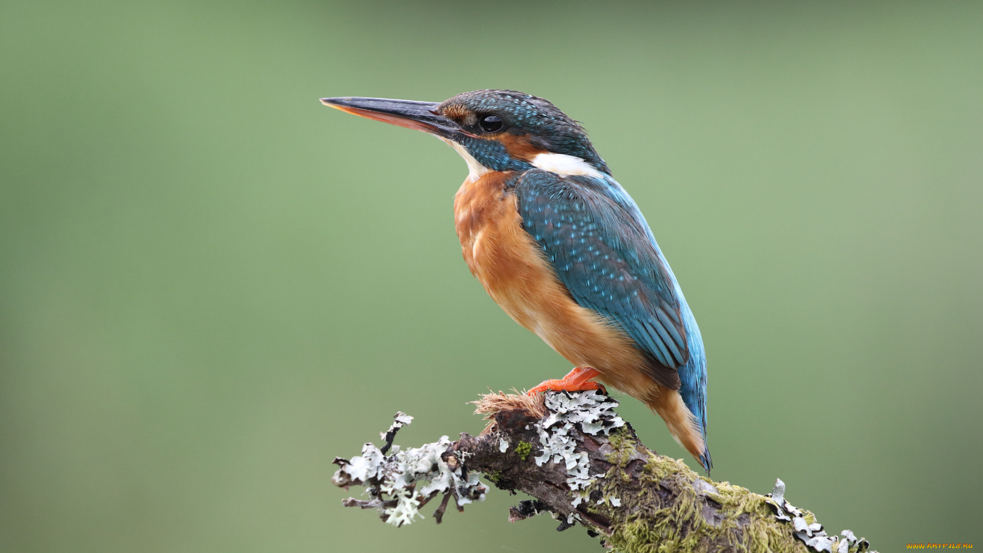 животные, зимородки, птичка