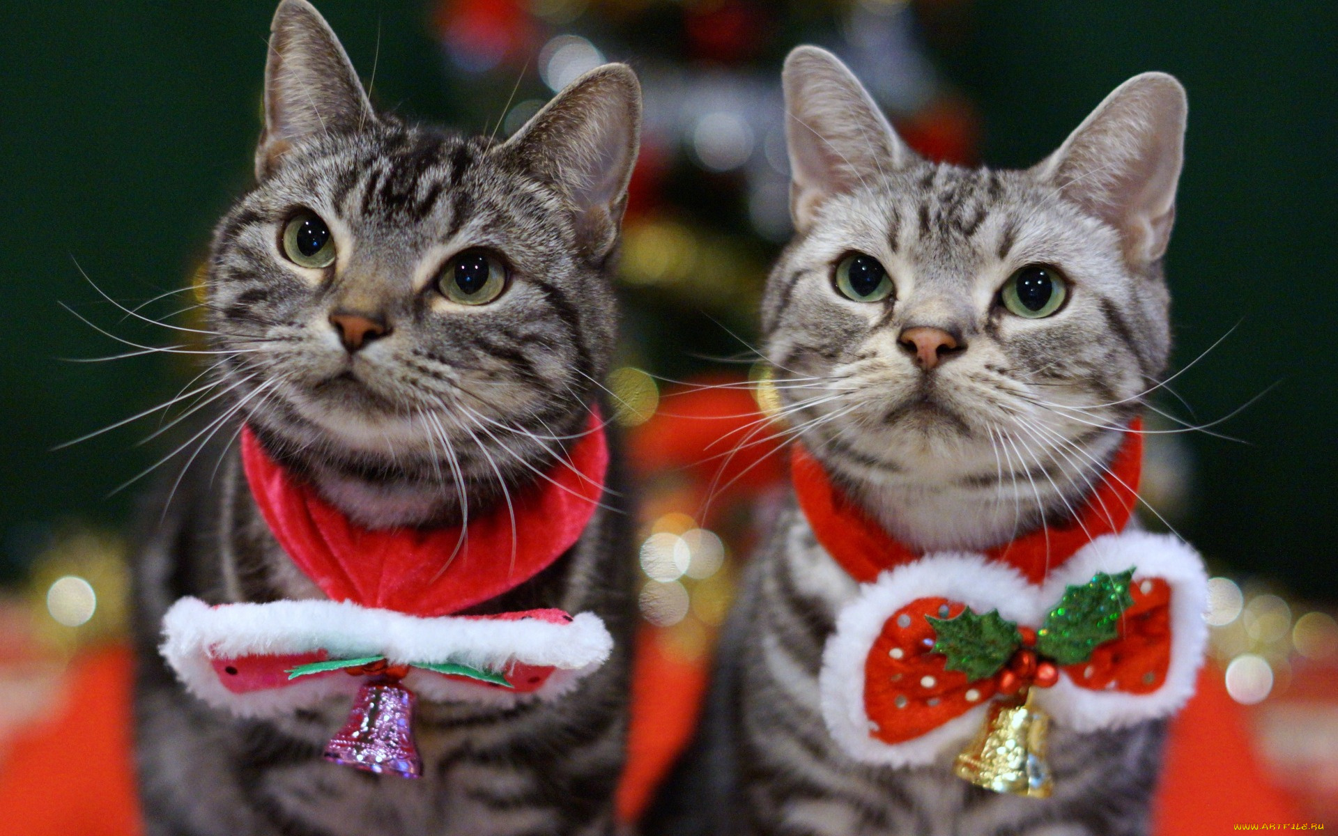 животные, коты, двое, взгляд