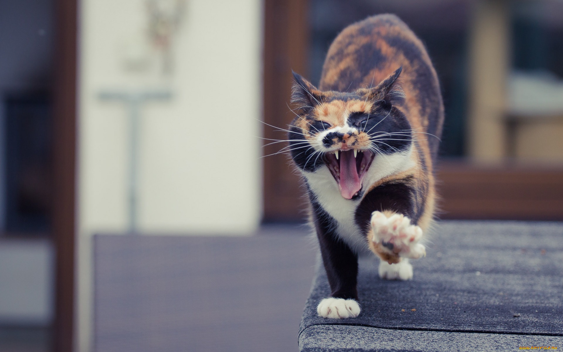 животные, коты, морда