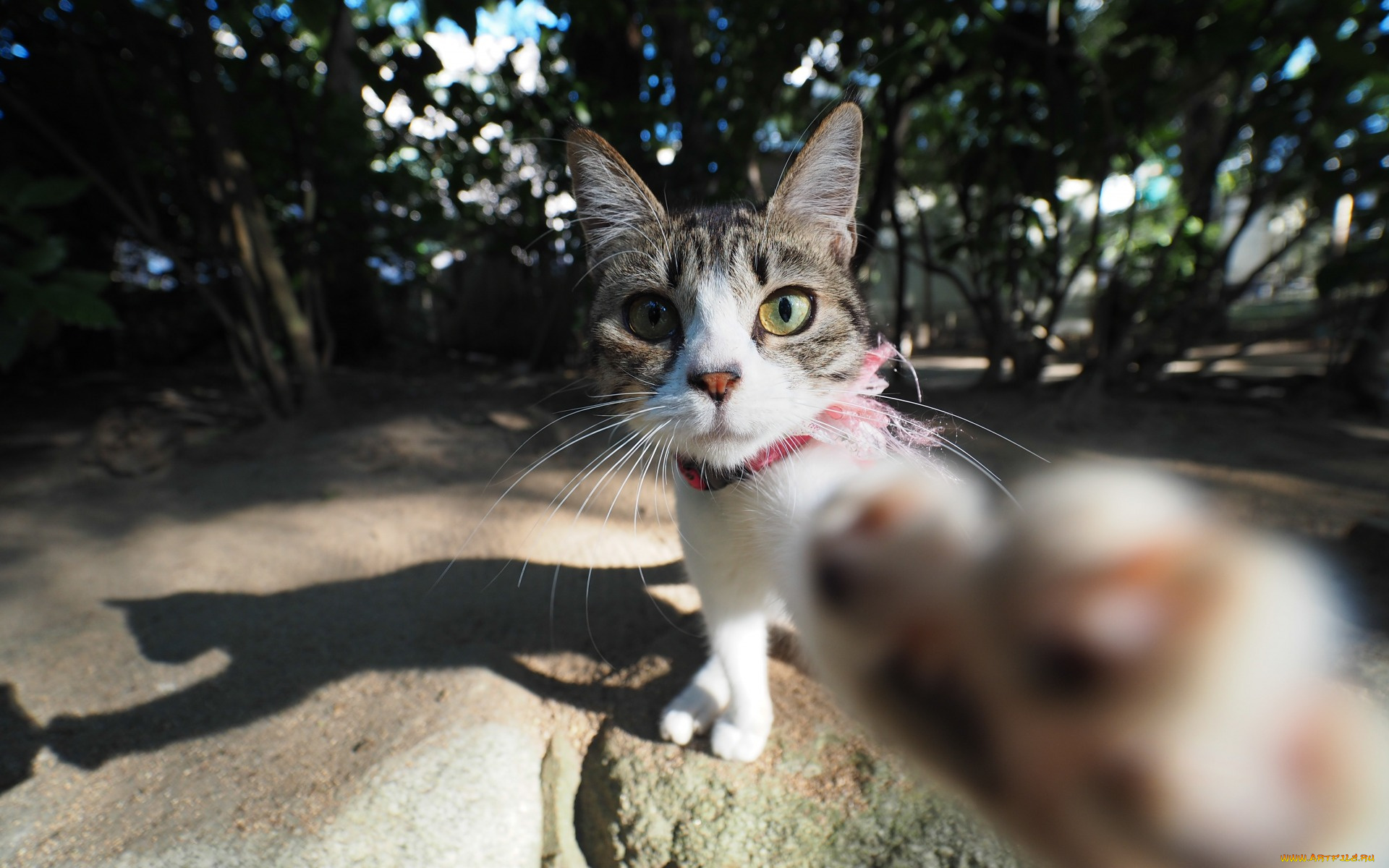 животные, коты, морда