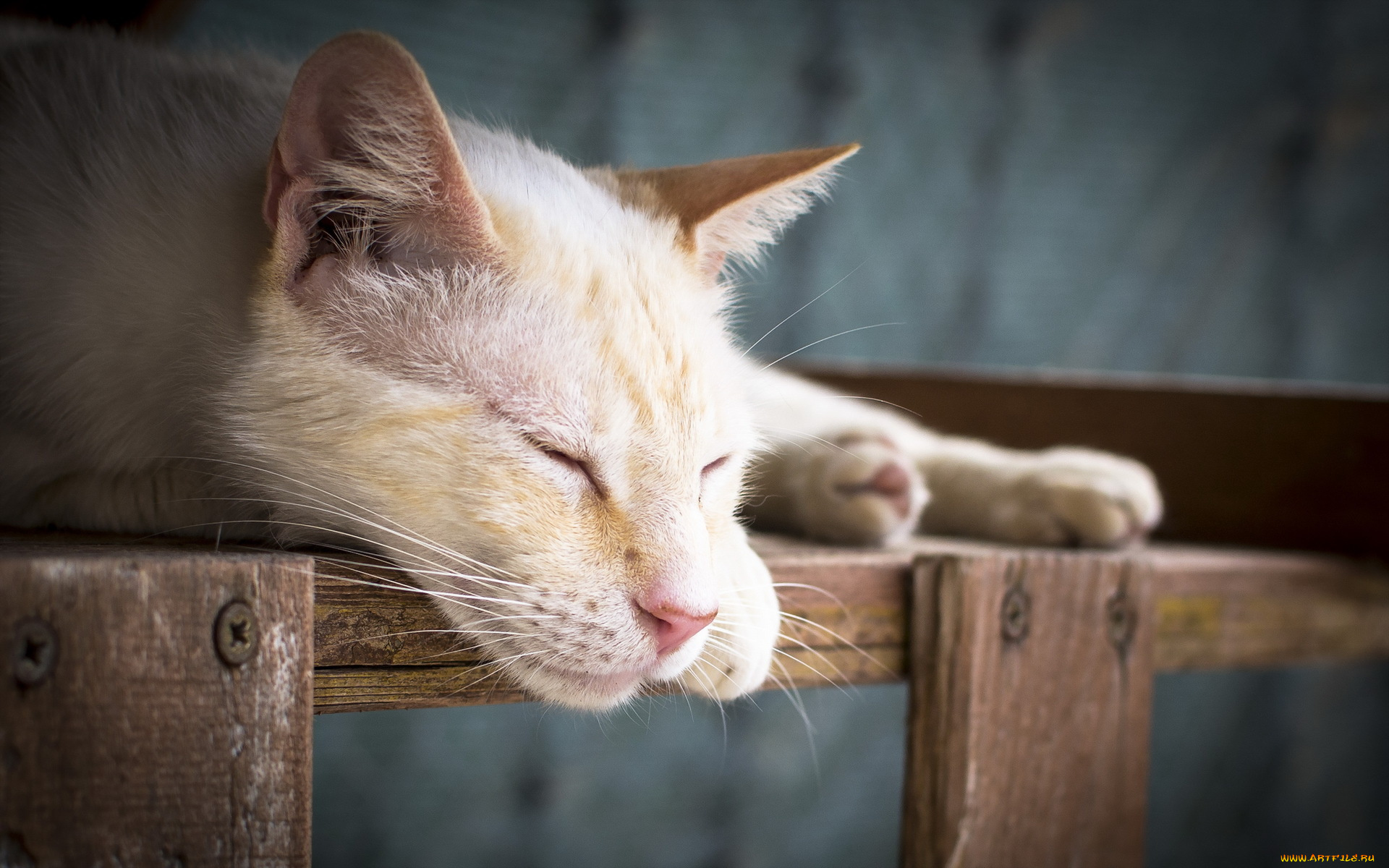 животные, коты, морда