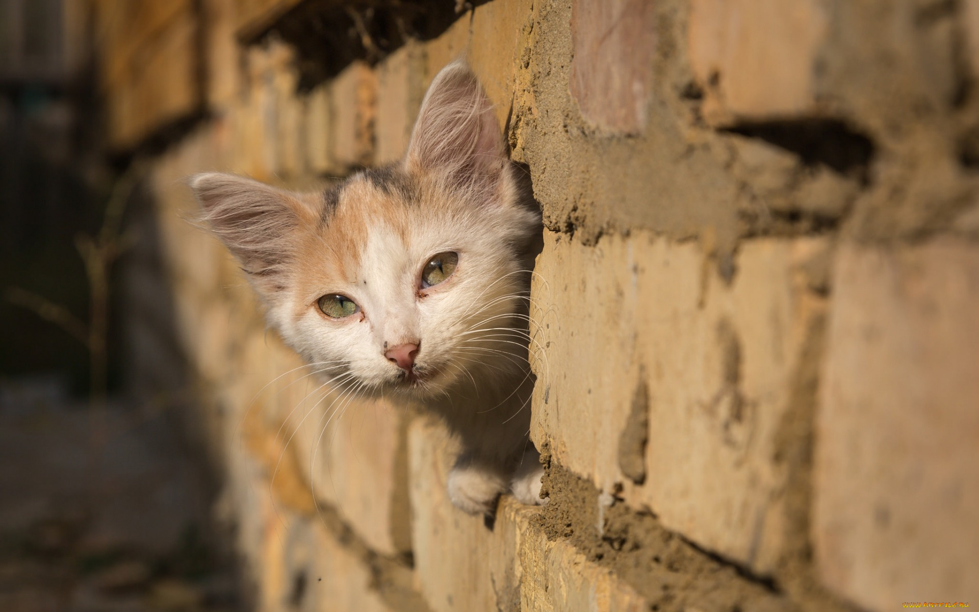 животные, коты, морда, взгляд