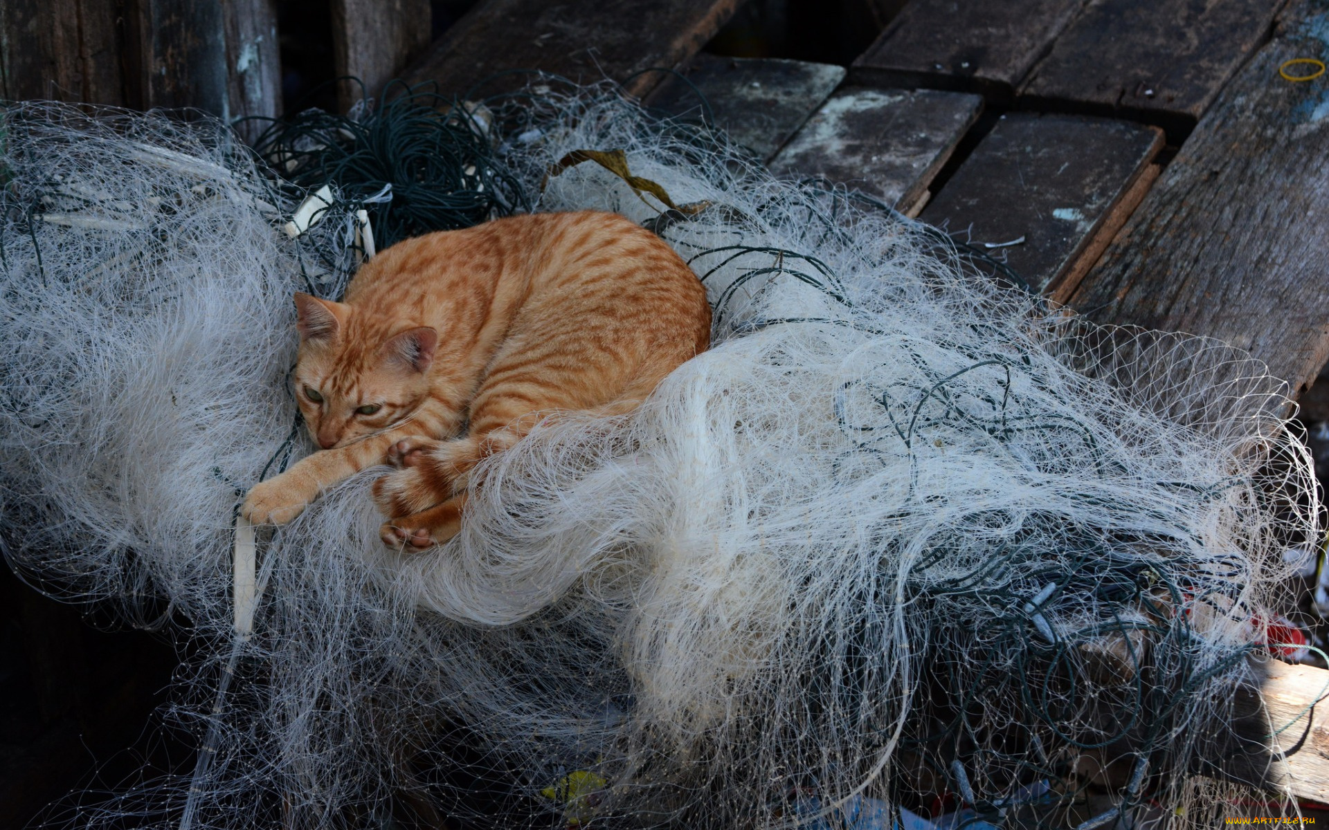 животные, коты, рыжий, цвет