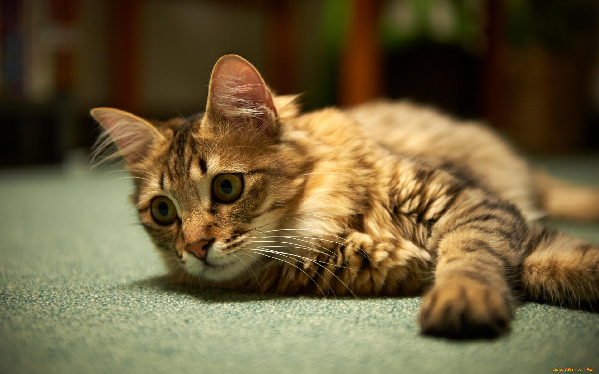 животные, коты, взгляд