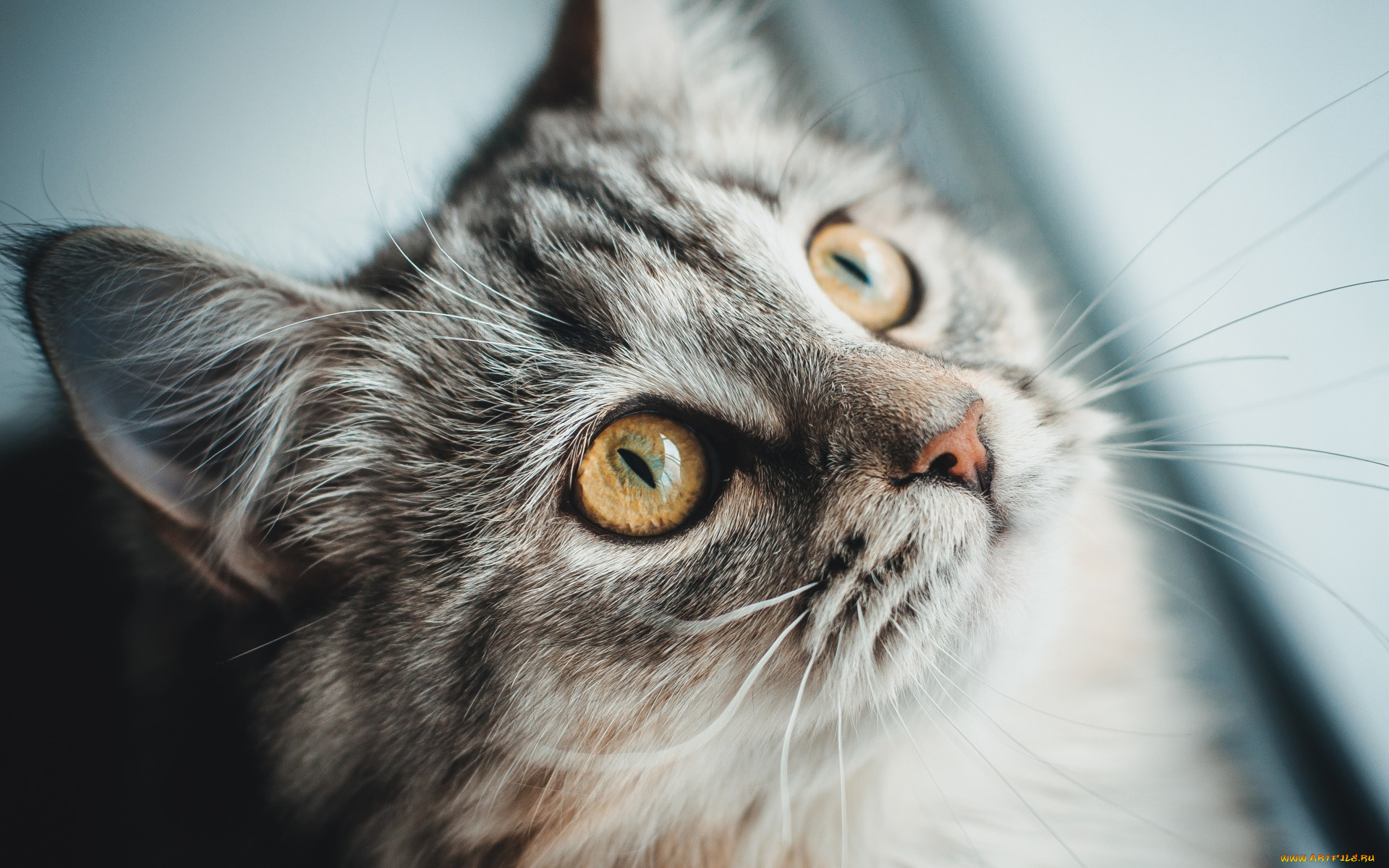 животные, коты, взгляд, морда