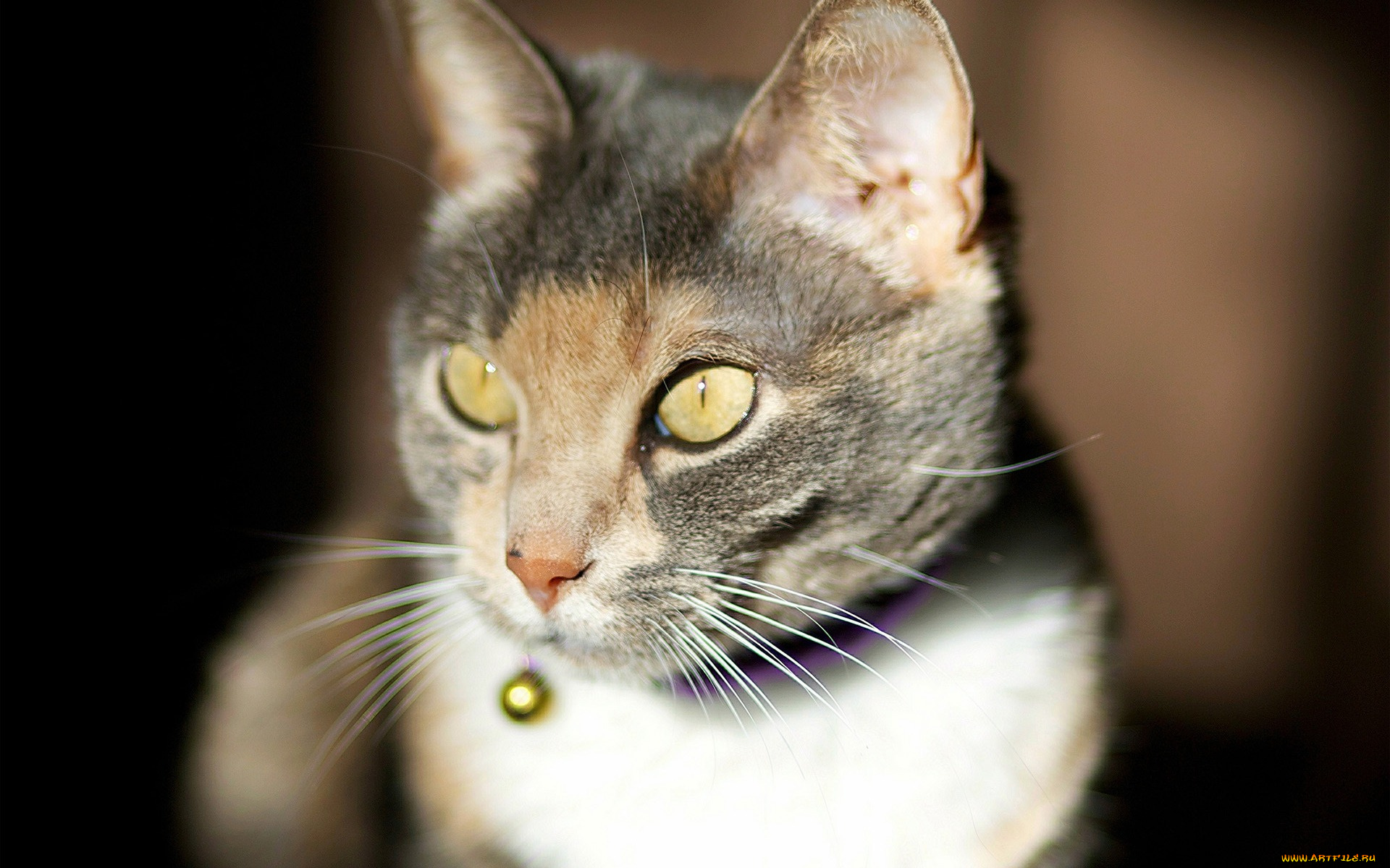 животные, коты, взгляд, морда