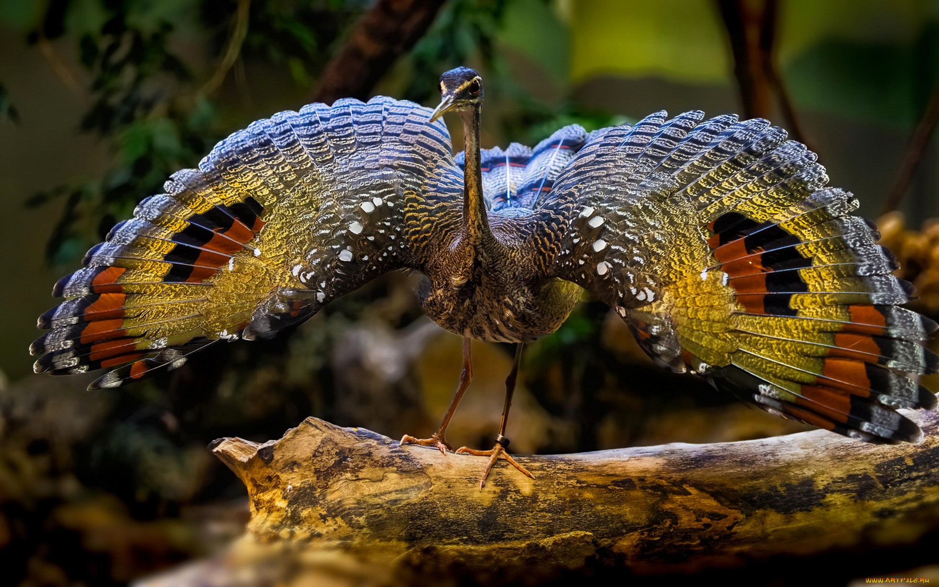 животные, птицы, птичка