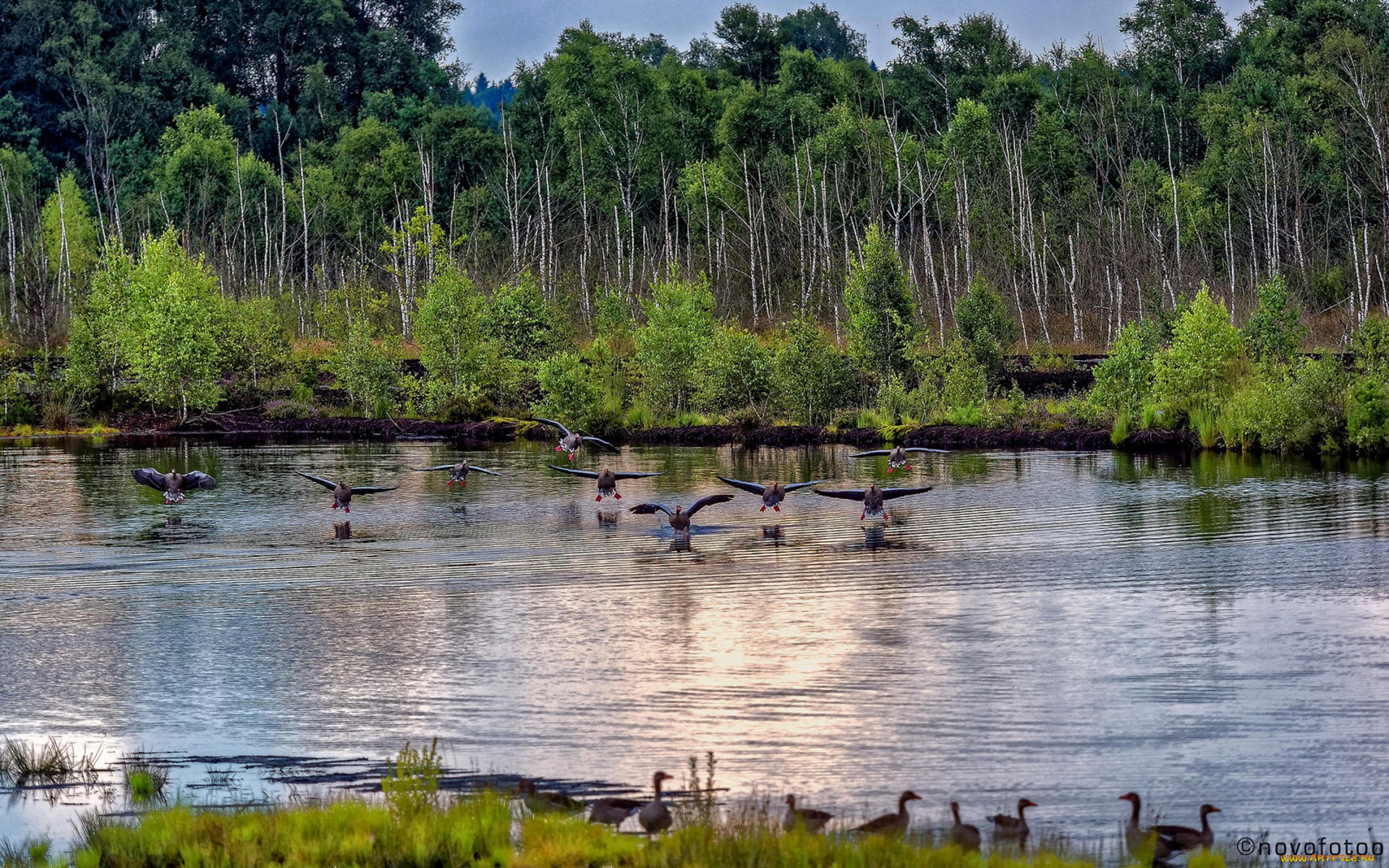 животные, утки, птичка