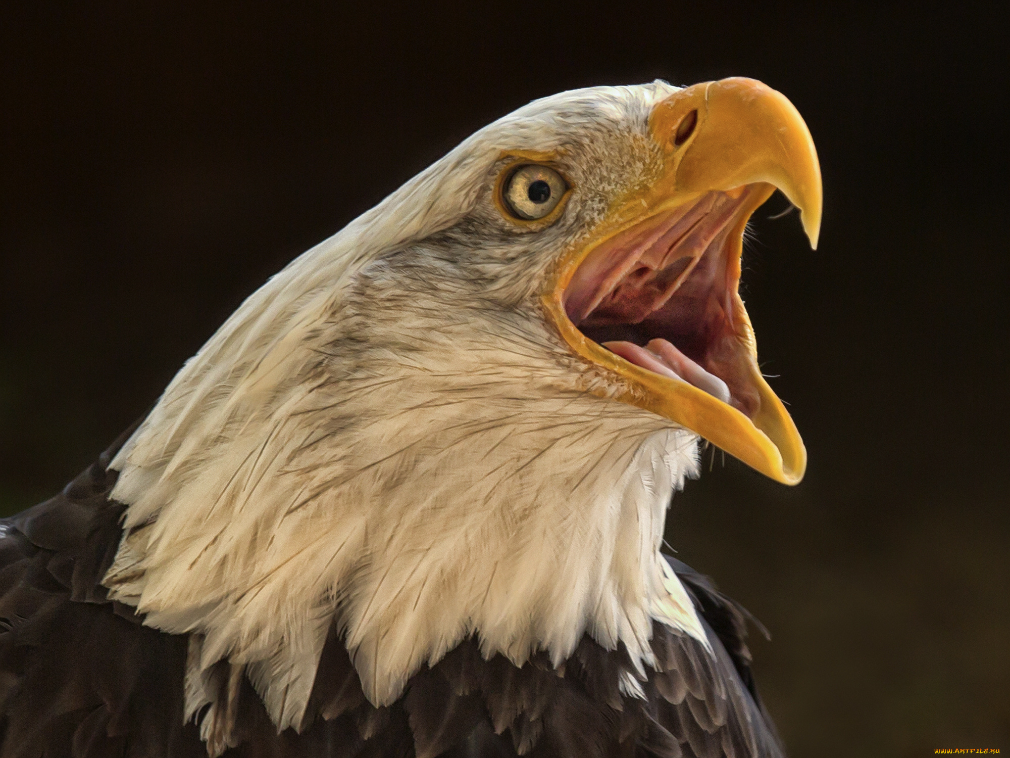 животные, птицы, -, хищники, птичка