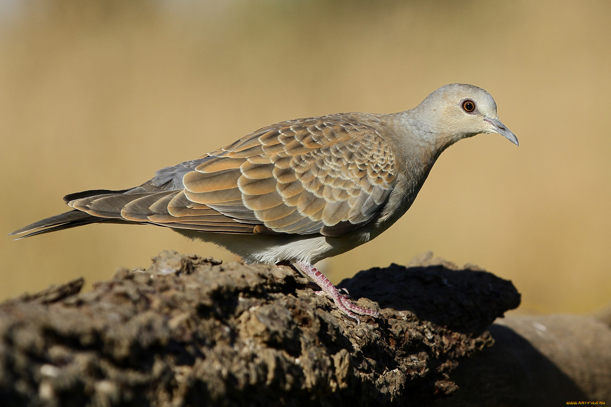 животные, голуби, птичка