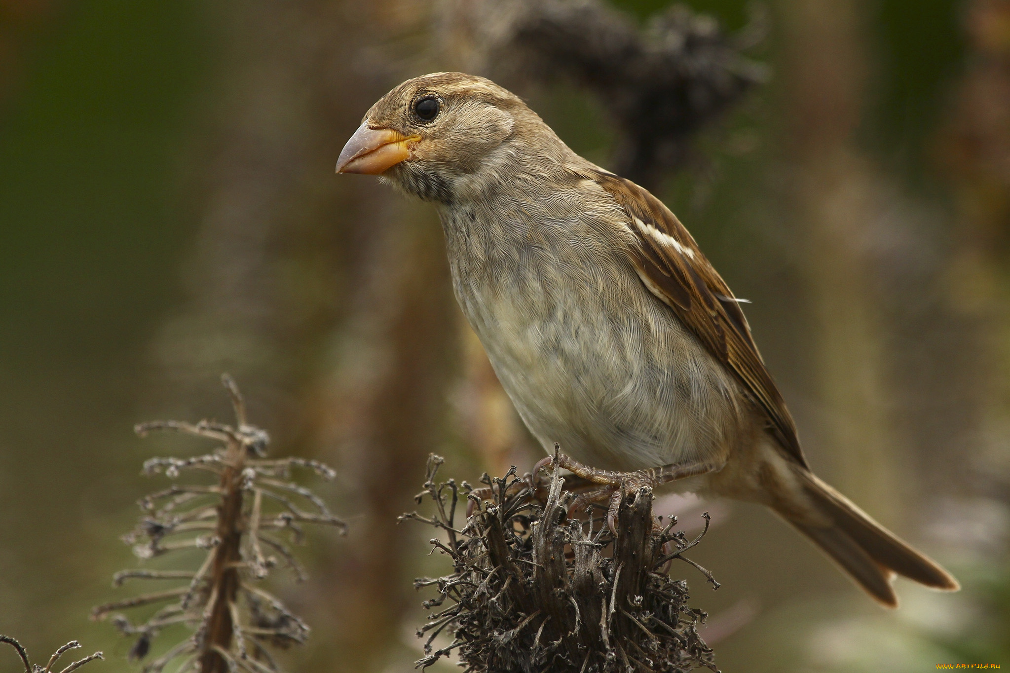 животные, птицы, птичка