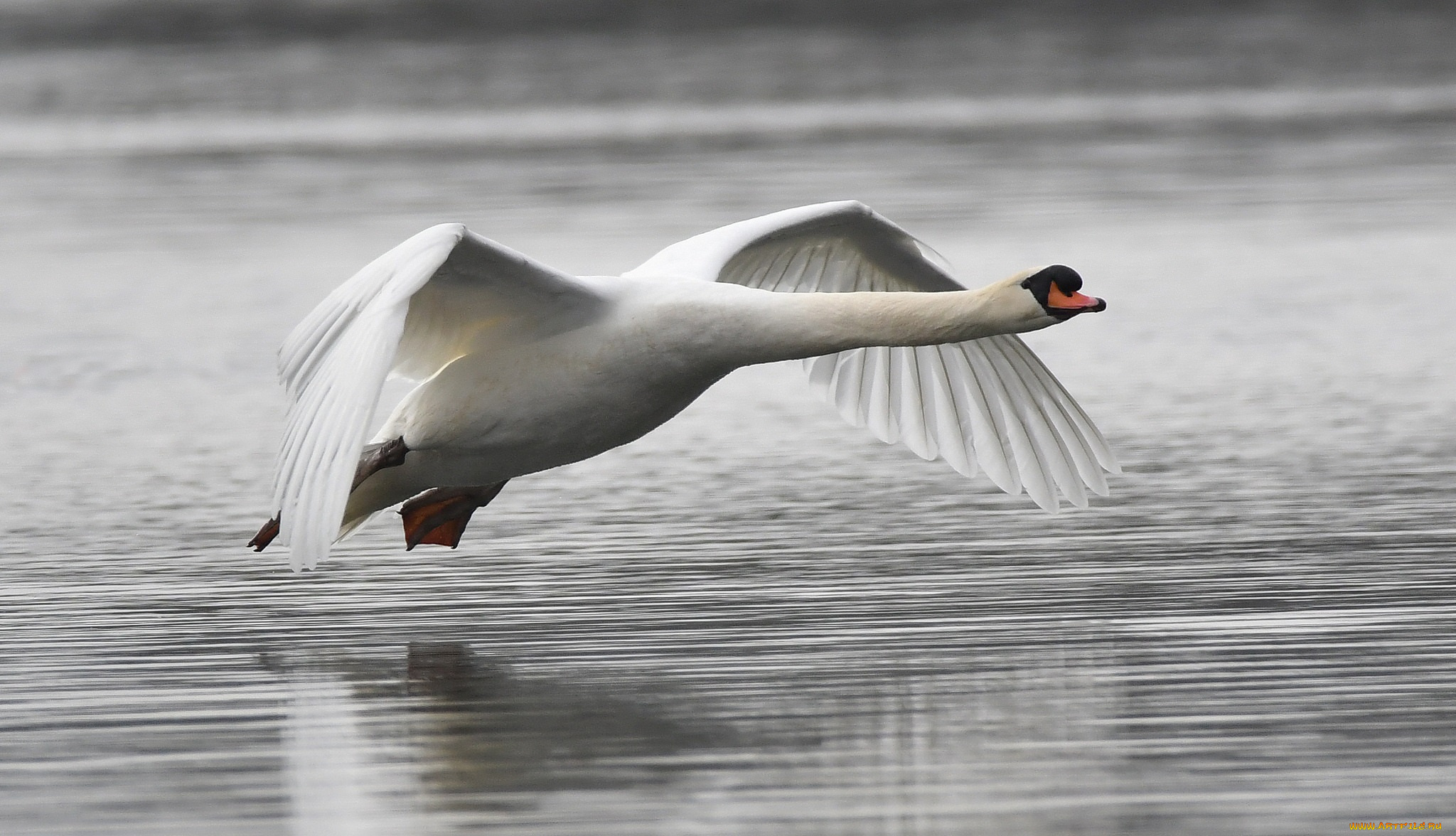 животные, лебеди, птичка