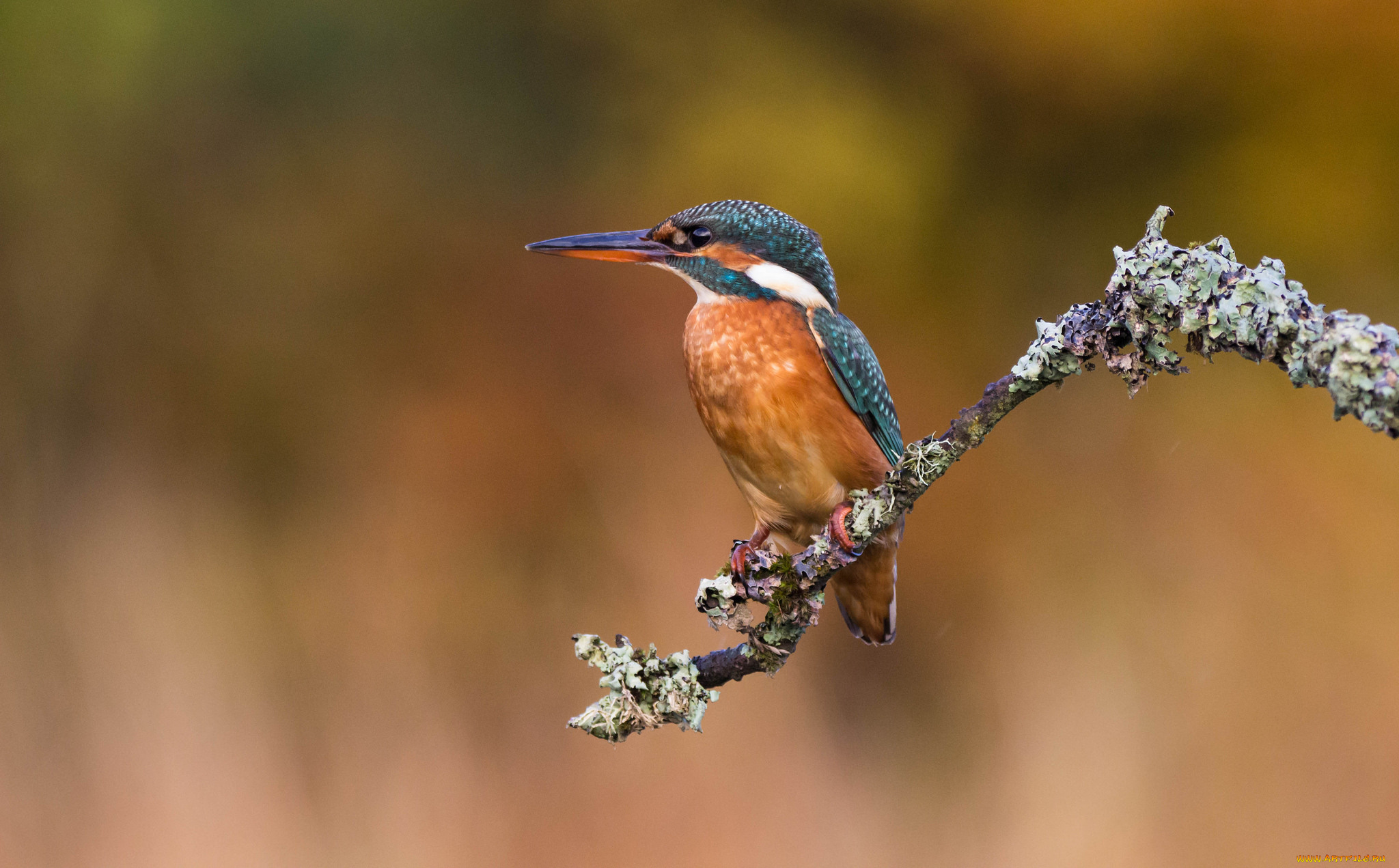 животные, зимородки, птичка