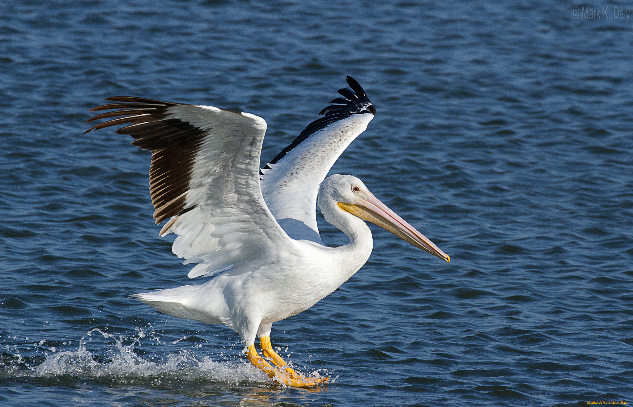 животные, пеликаны, птичка