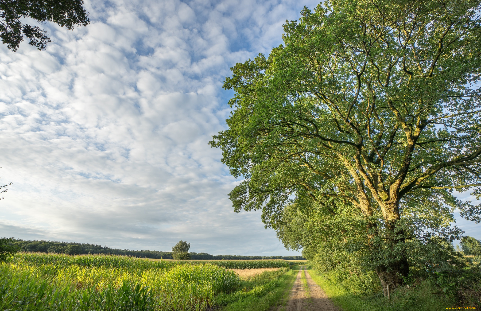 природа, дороги, простор