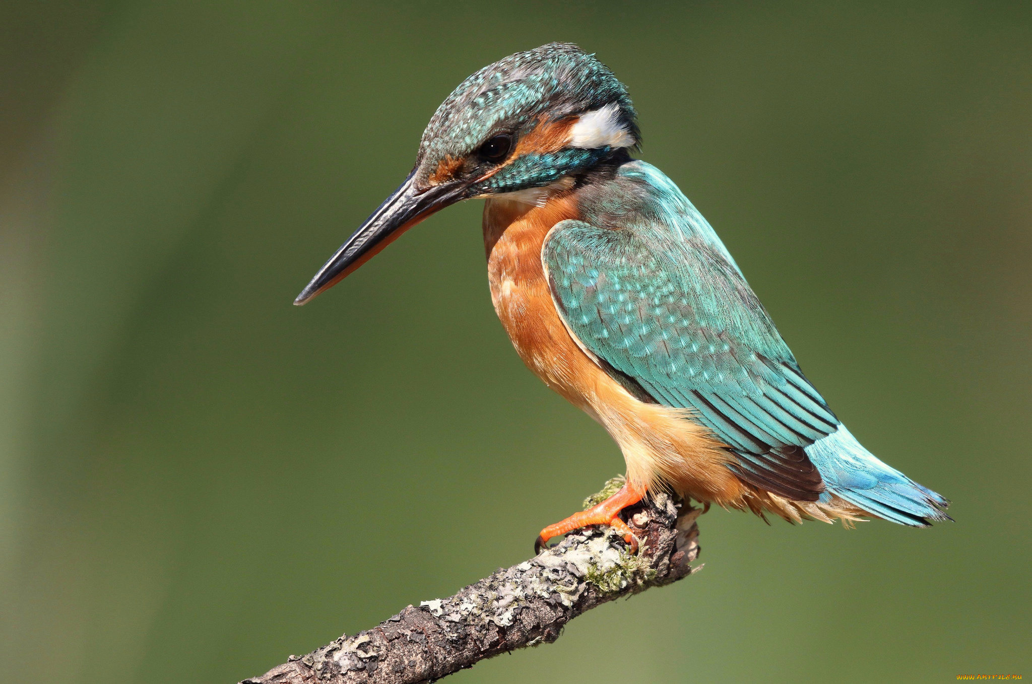 животные, зимородки, птичка