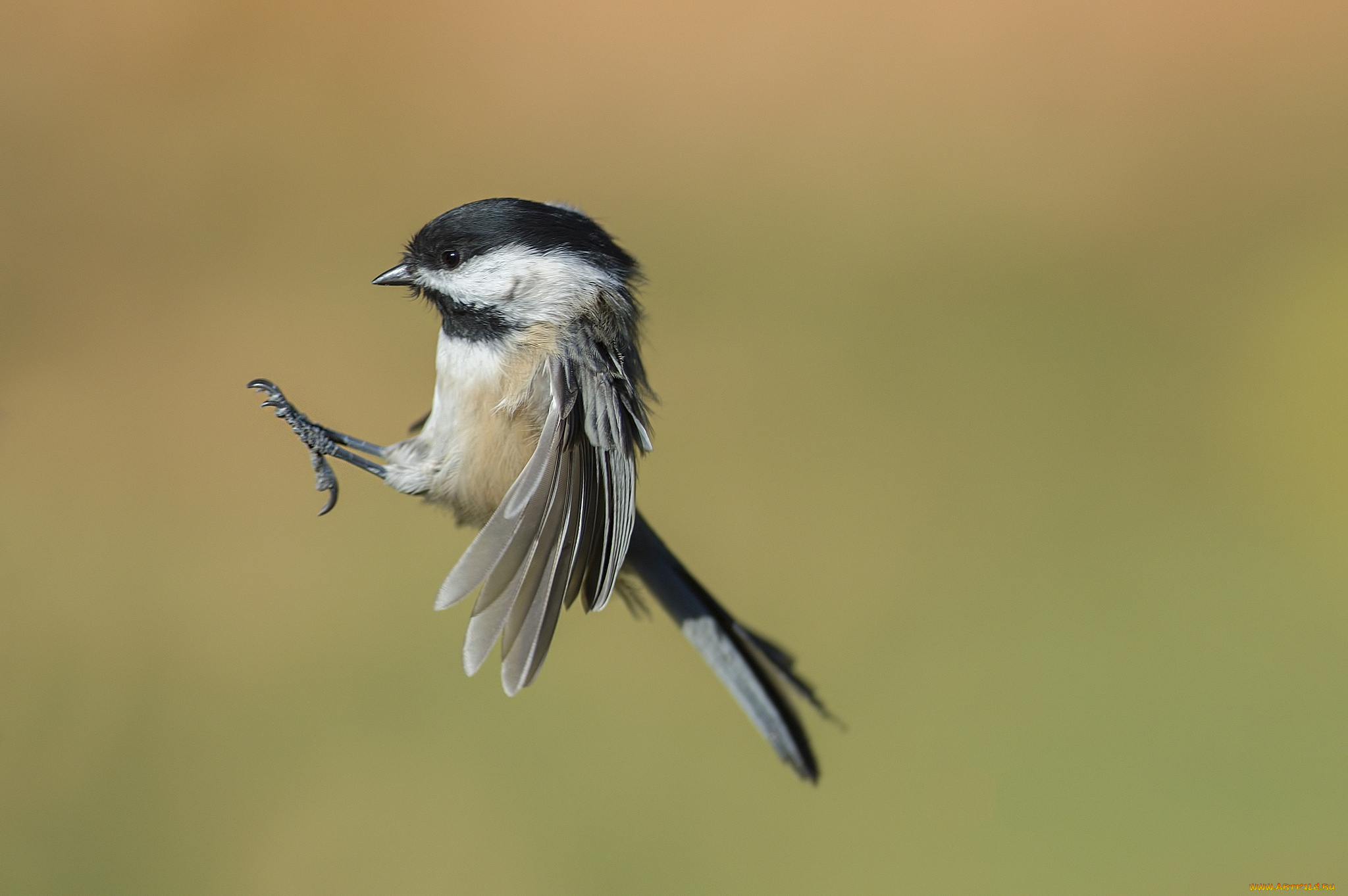 животные, синицы, , лазоревки, птичка