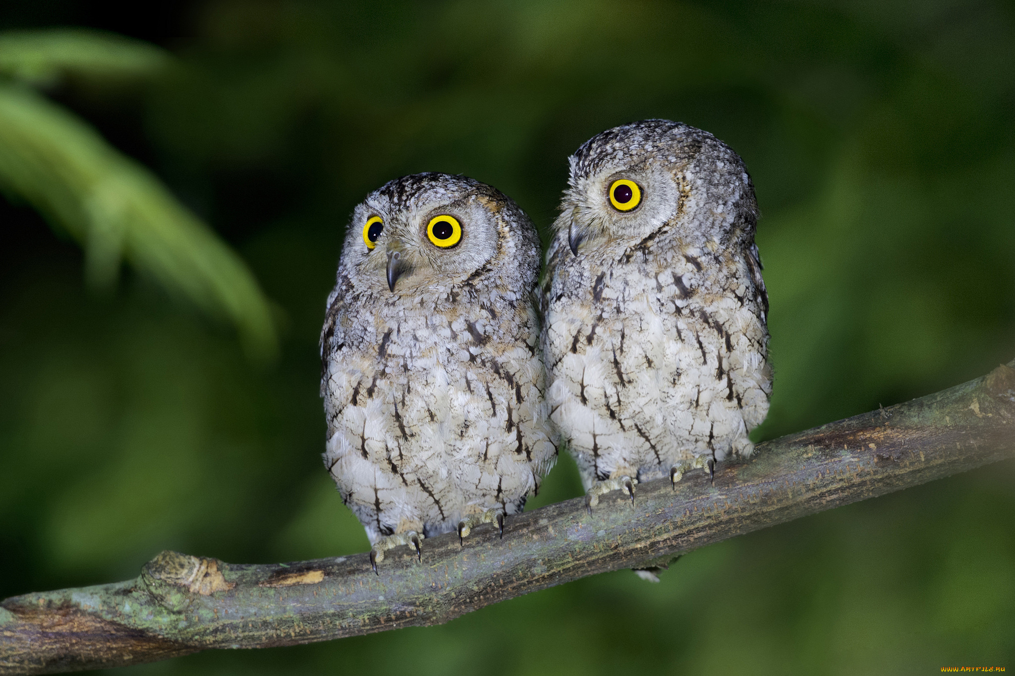 животные, совы, глаза, живая, природа, ветка