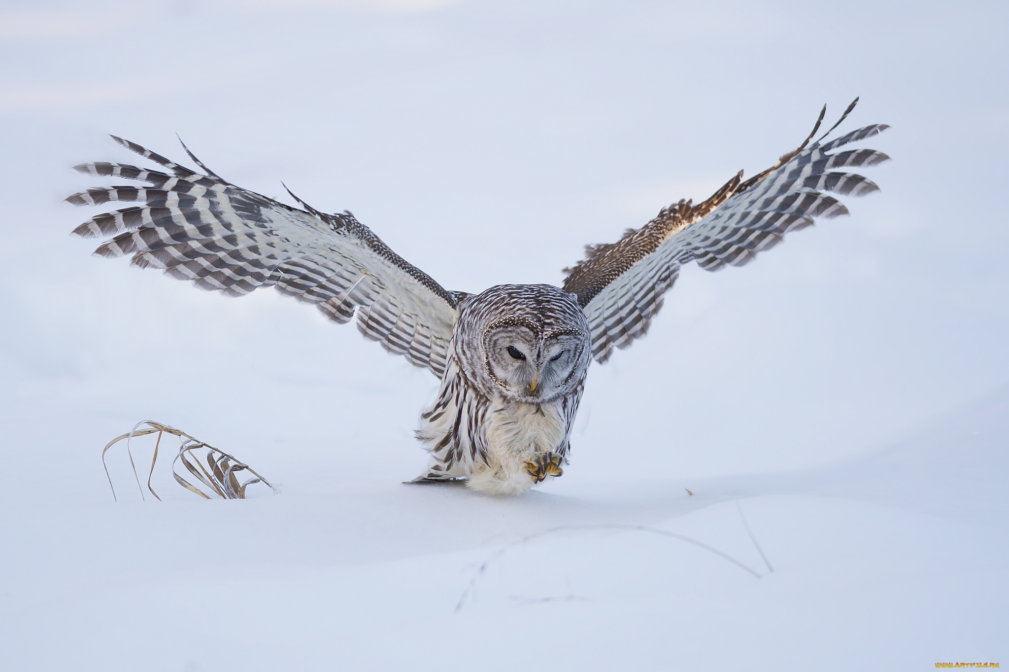 животные, совы, птичка