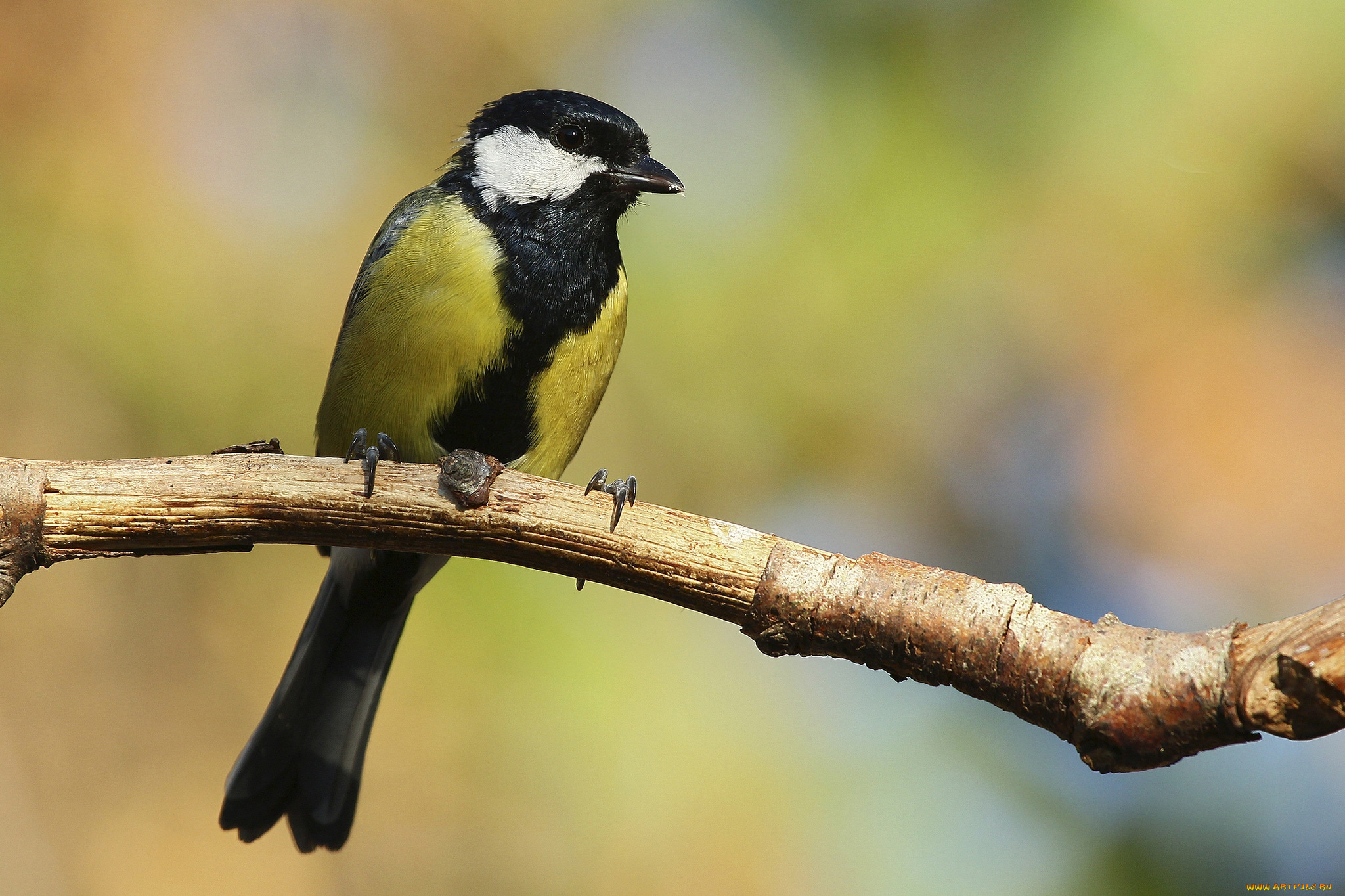 животные, синицы, , лазоревки, птичка