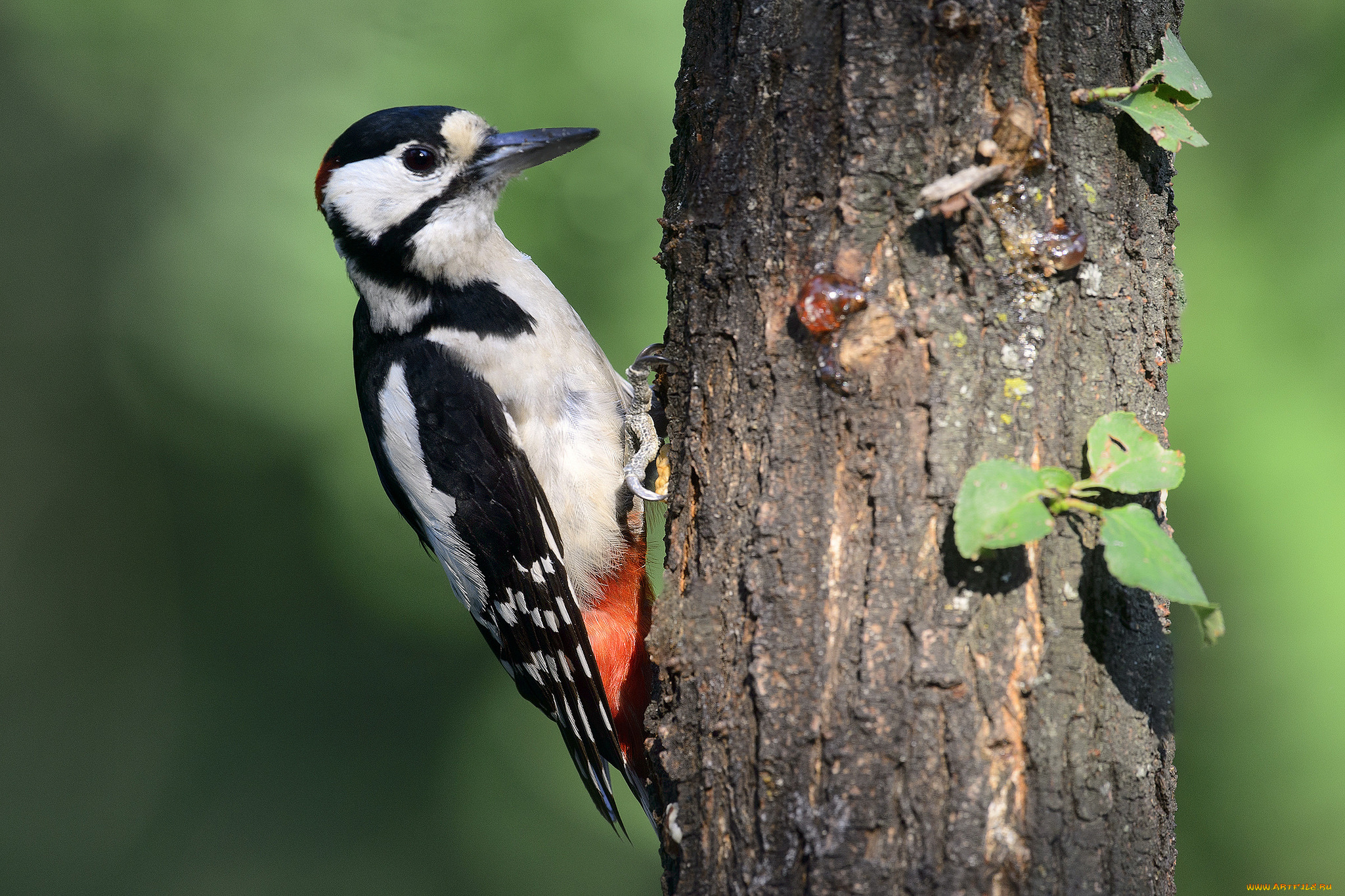 животные, дятлы, птичка