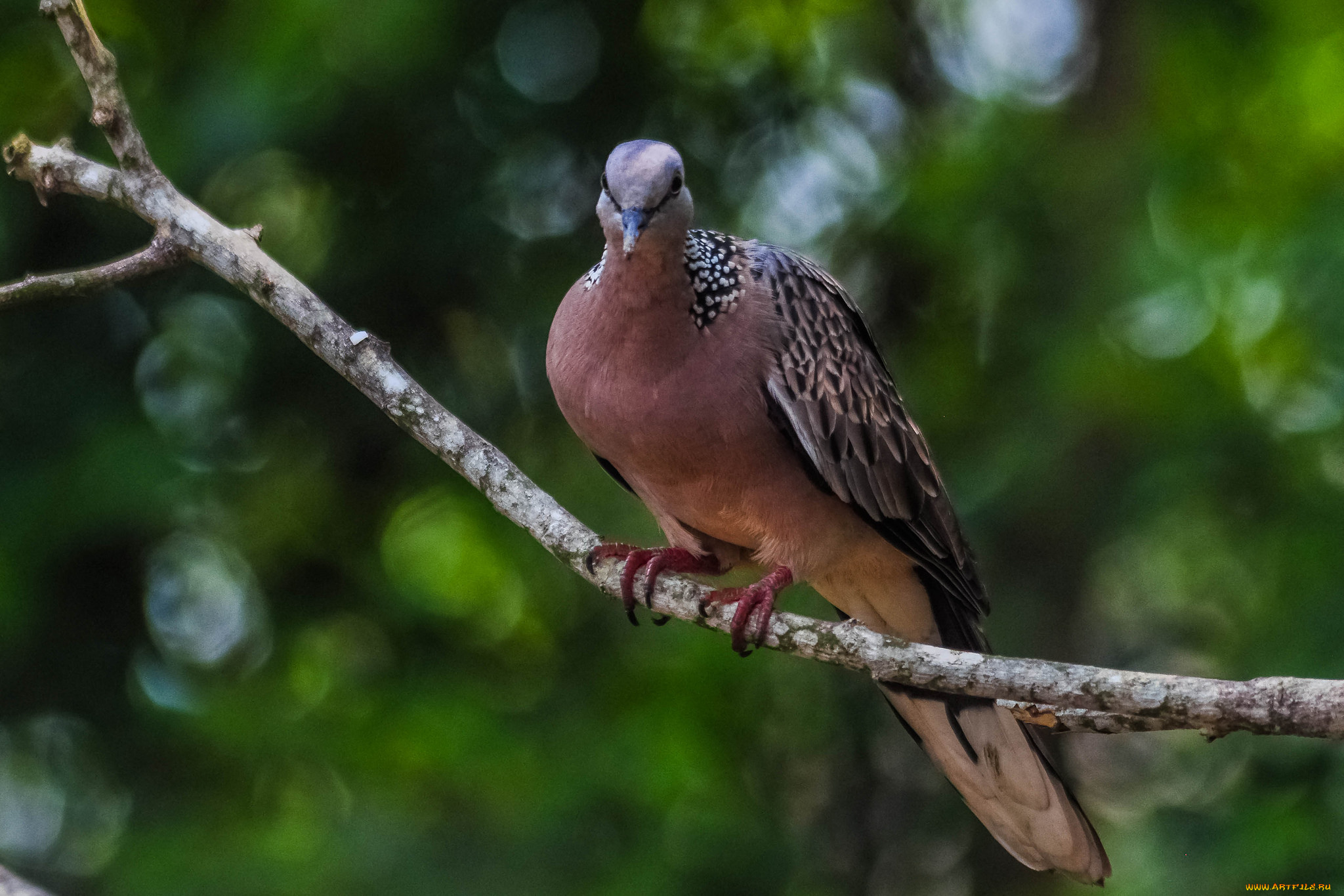 животные, голуби, птичка