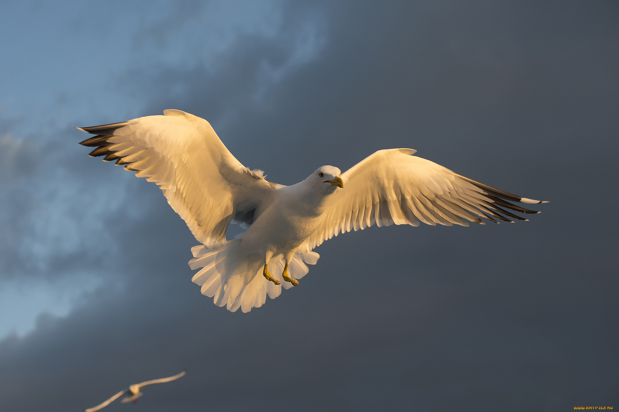 животные, голуби, птичка