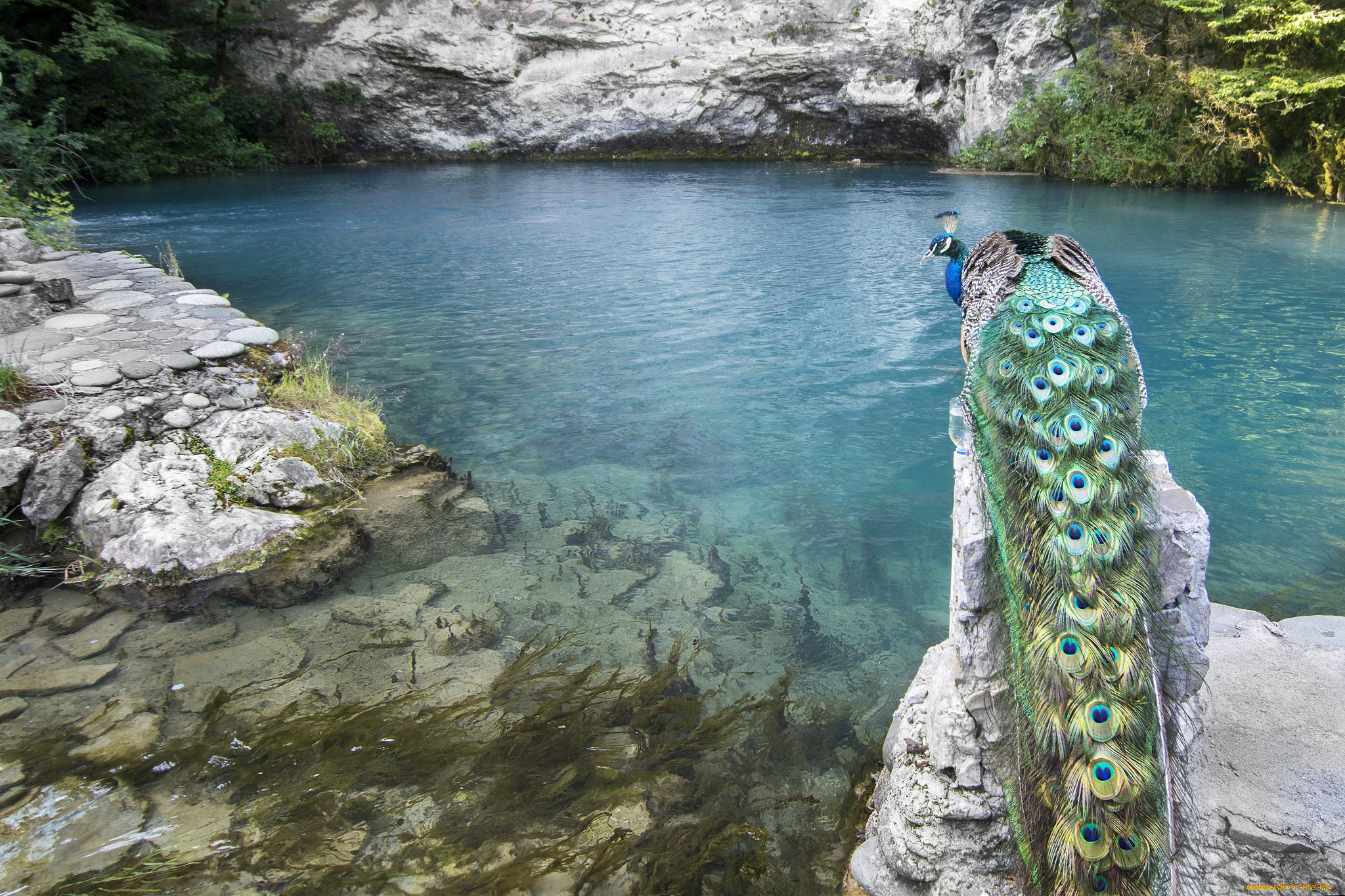 животные, павлины, птица, павлин, озеро, горы, вода