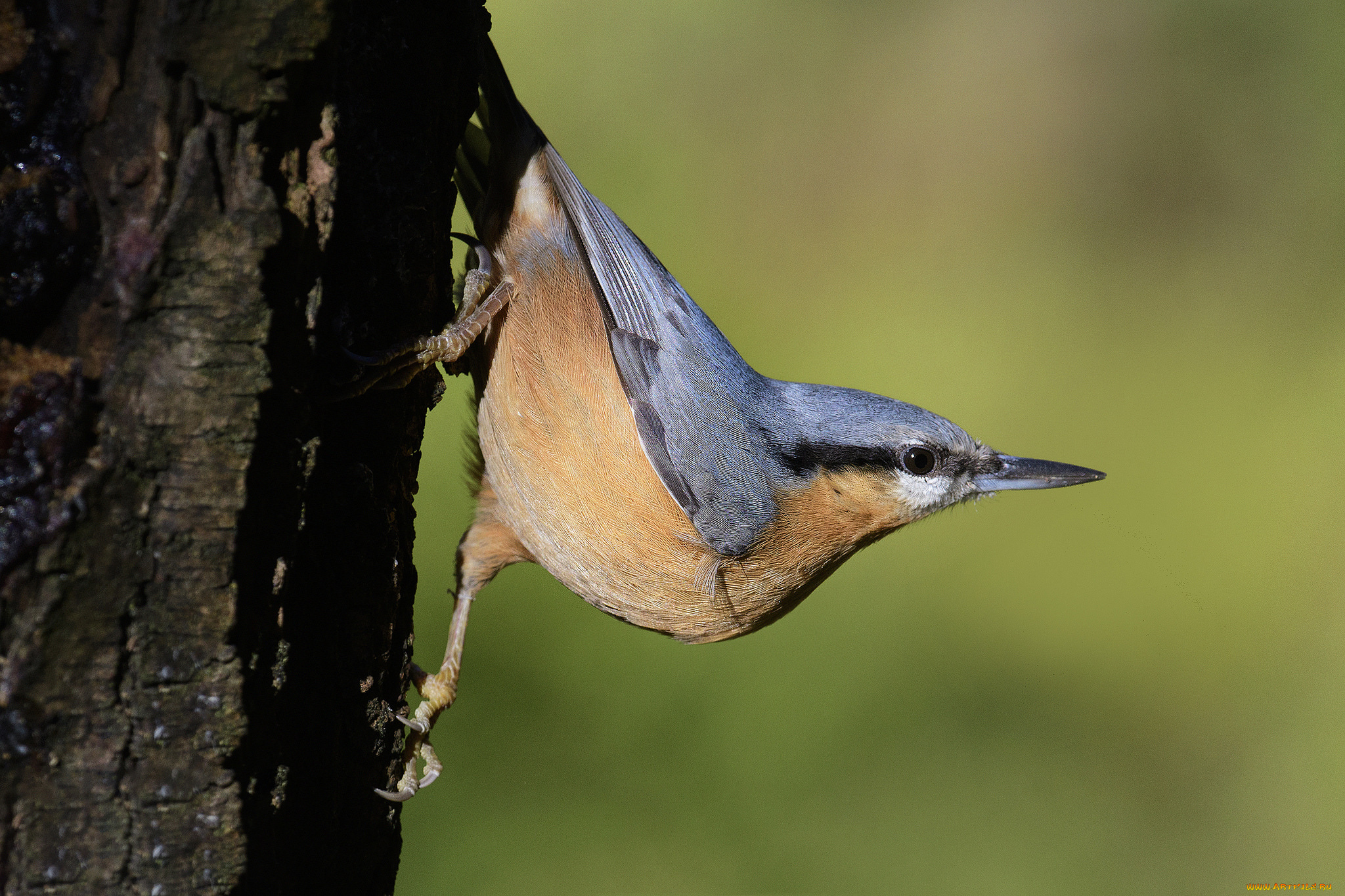 животные, поползни, птичка