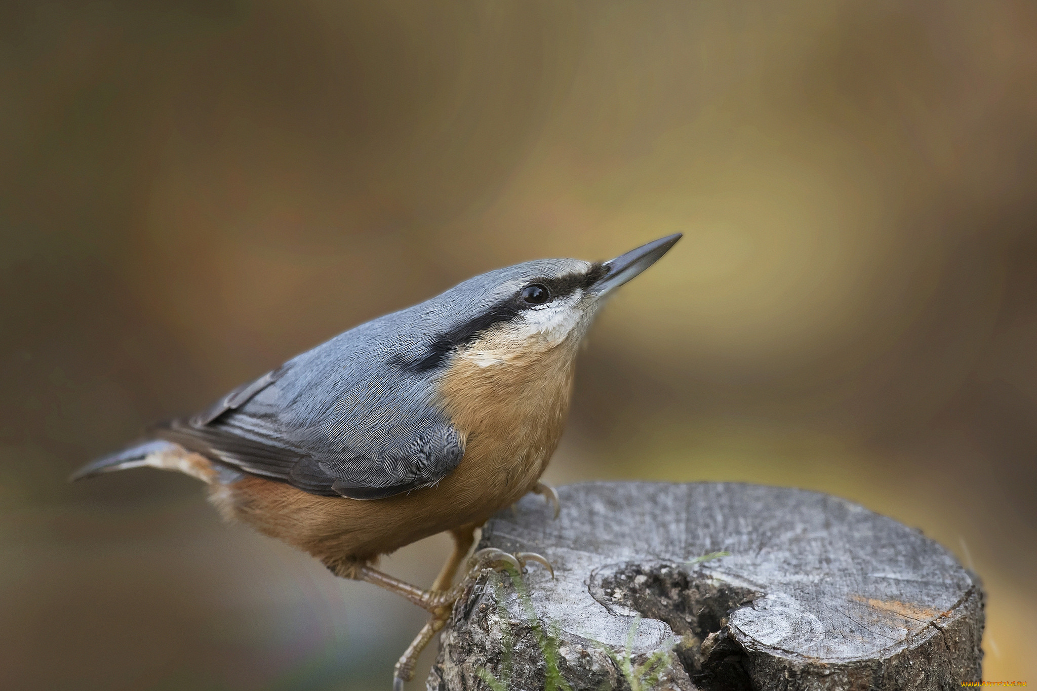 животные, поползни, птичка