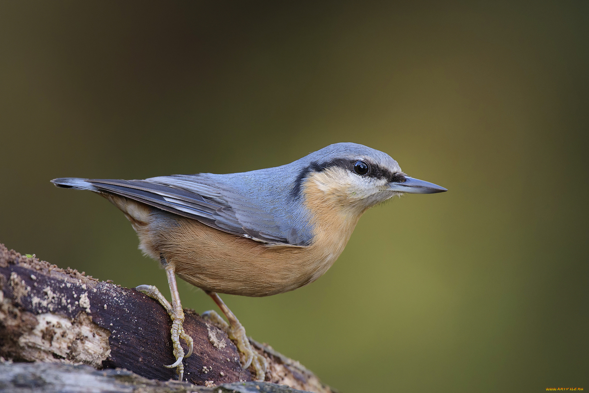 животные, поползни, птичка