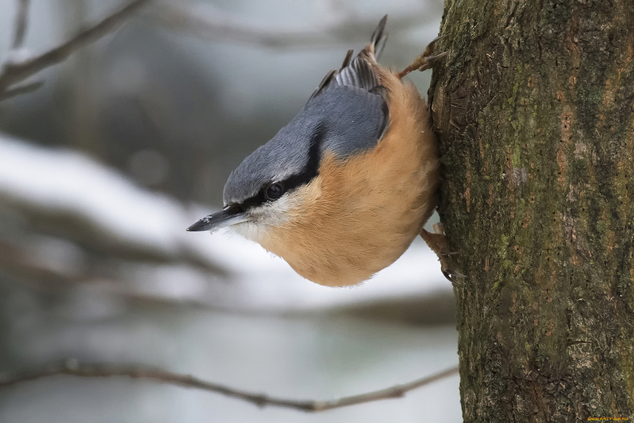 животные, поползни, птичка