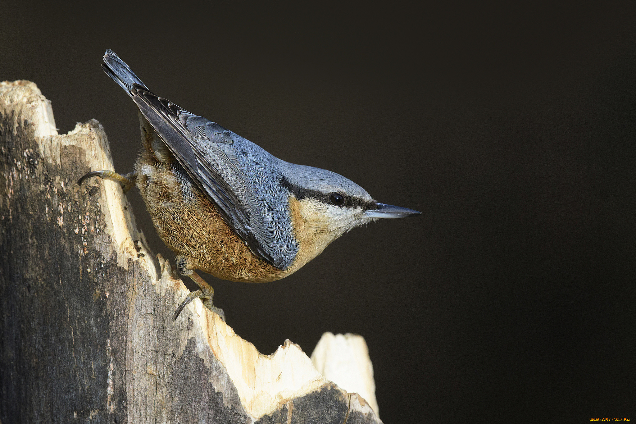 животные, поползни, птичка