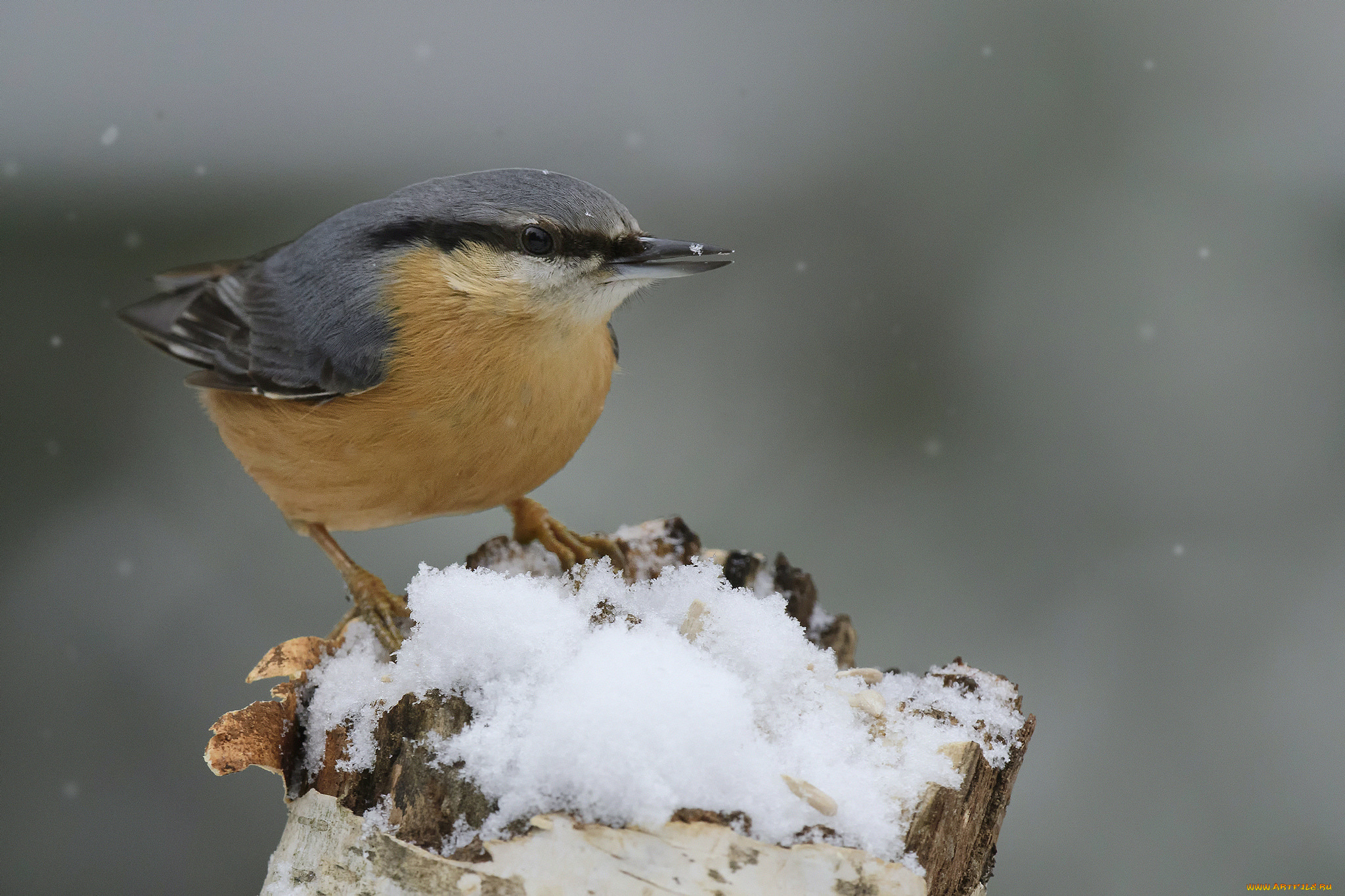 животные, поползни, птичка