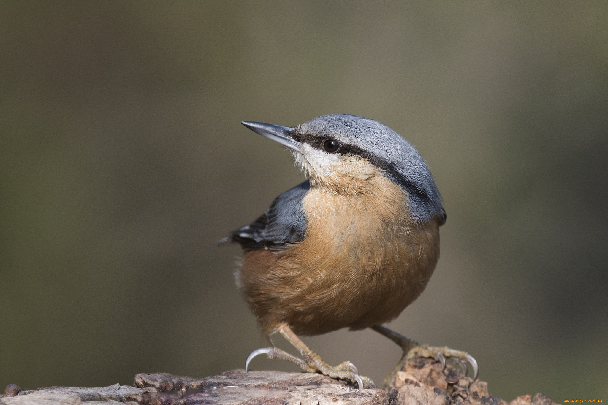 животные, поползни, птичка