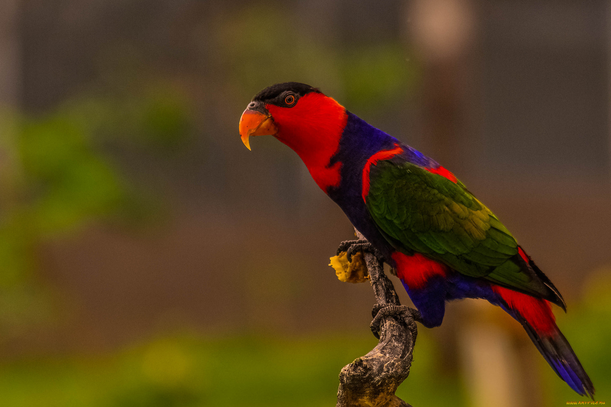 животные, попугаи, птичка