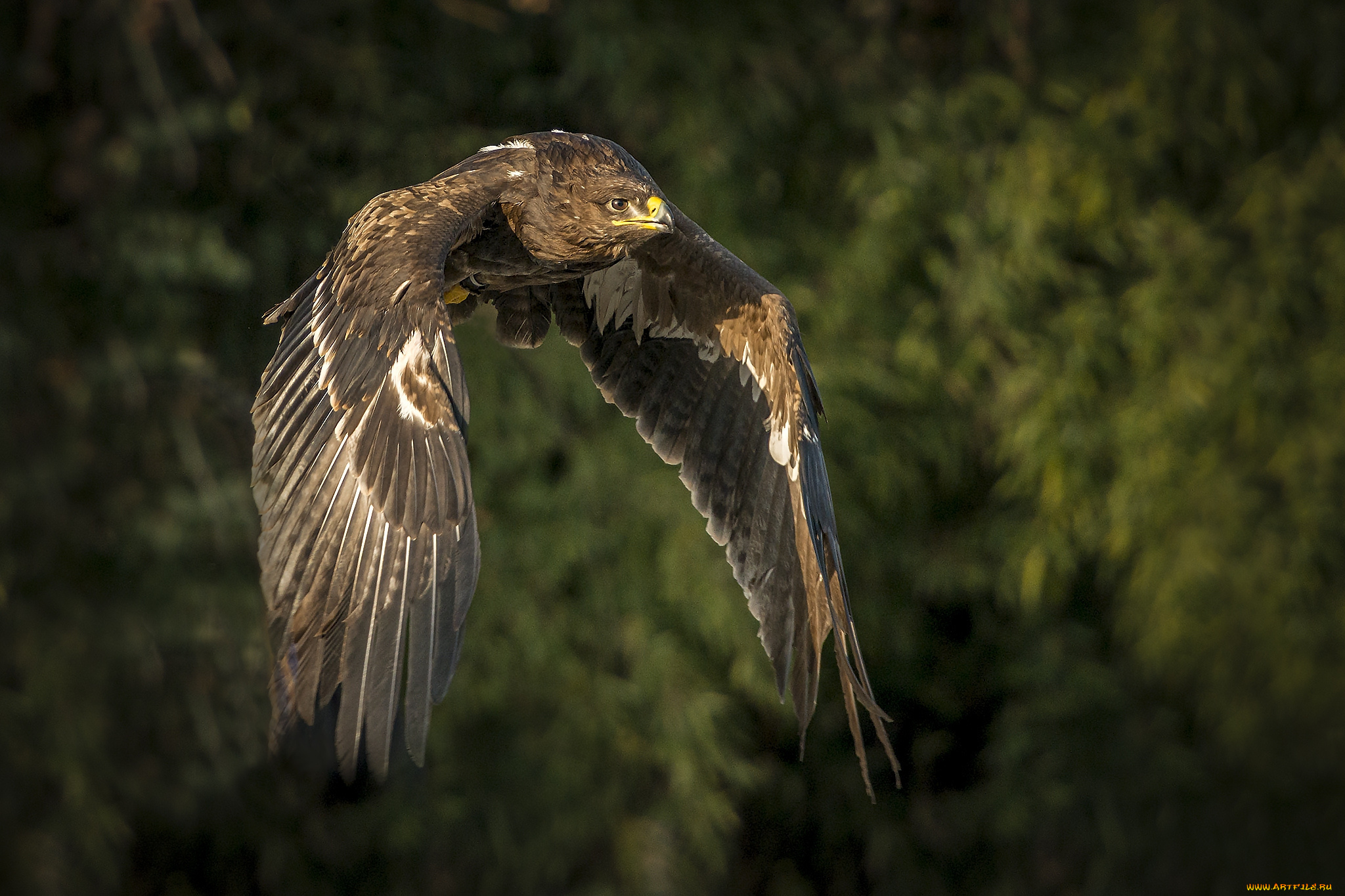 животные, птицы, -, хищники, птичка