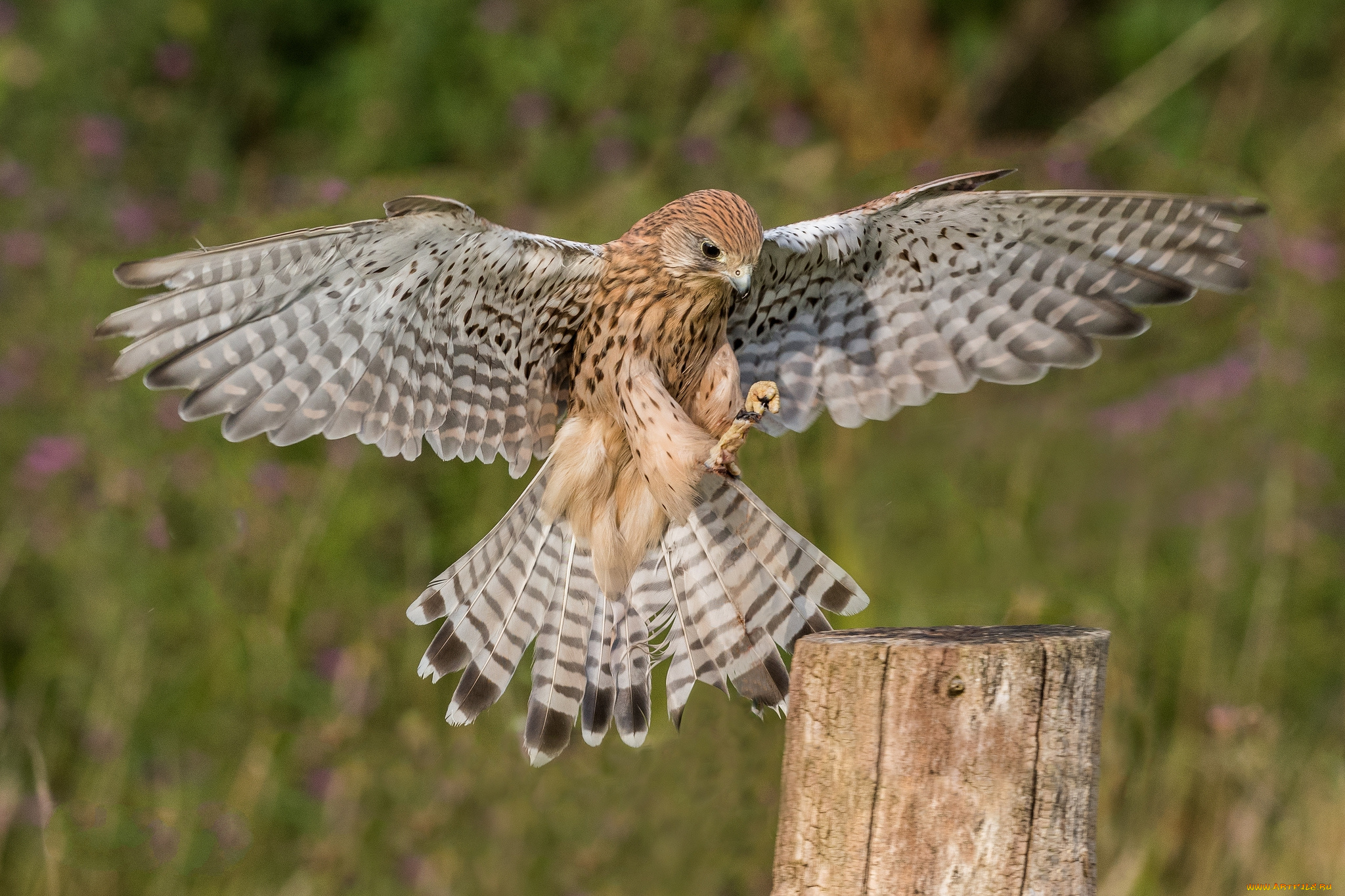 животные, птицы, -, хищники, птичка