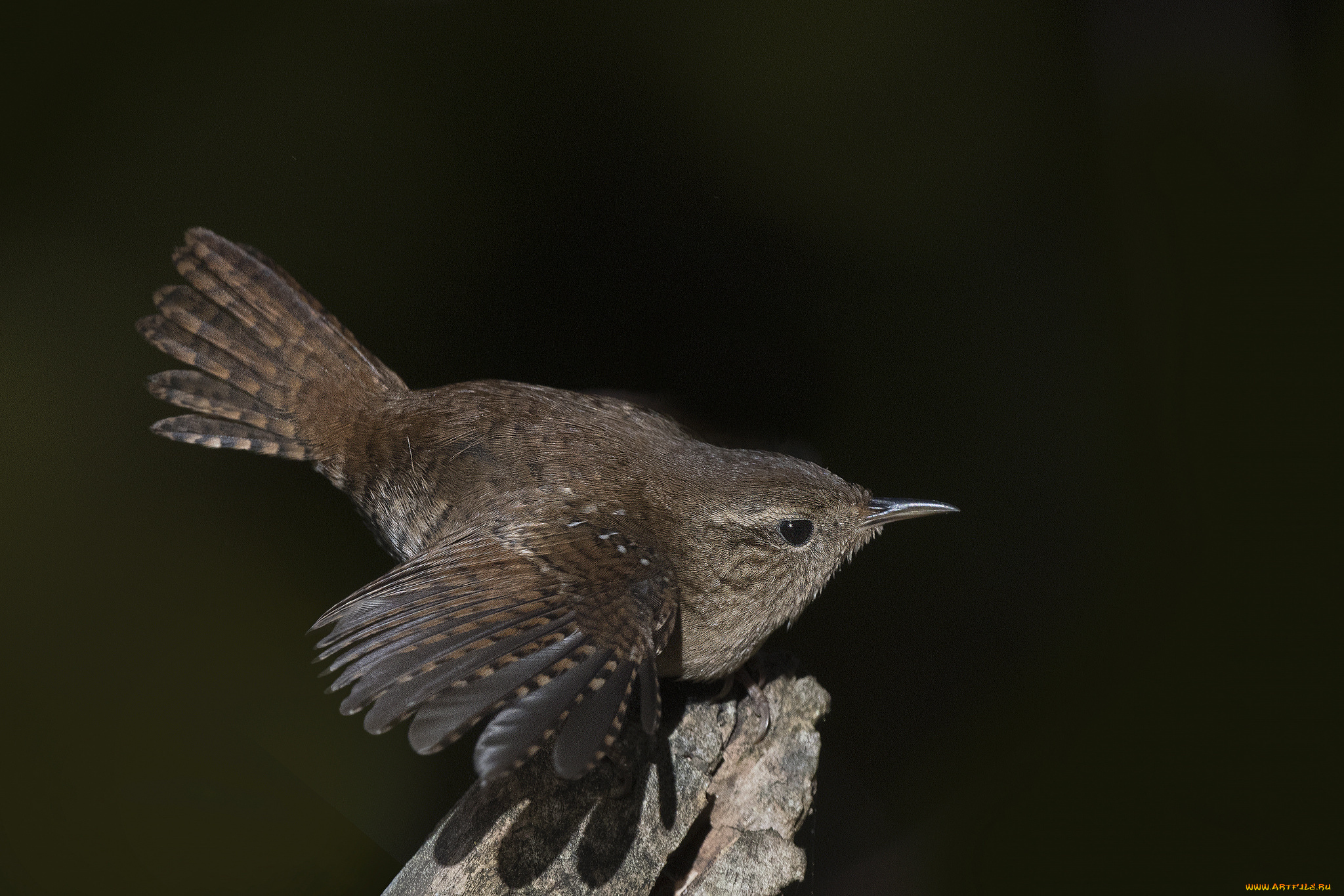 животные, птицы, птичка