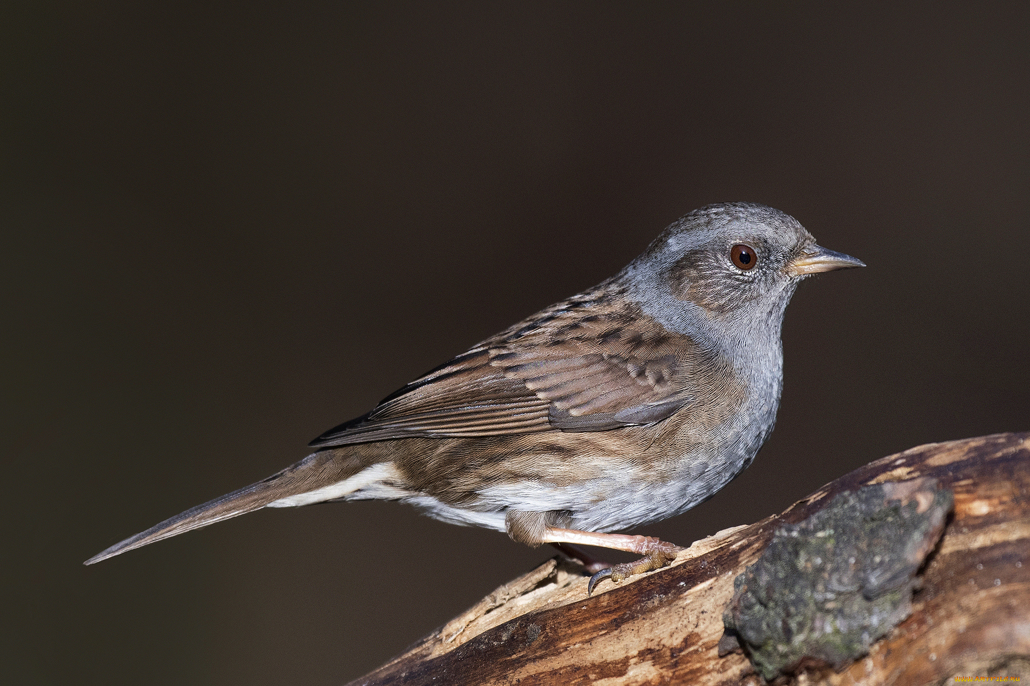 животные, птицы, птичка
