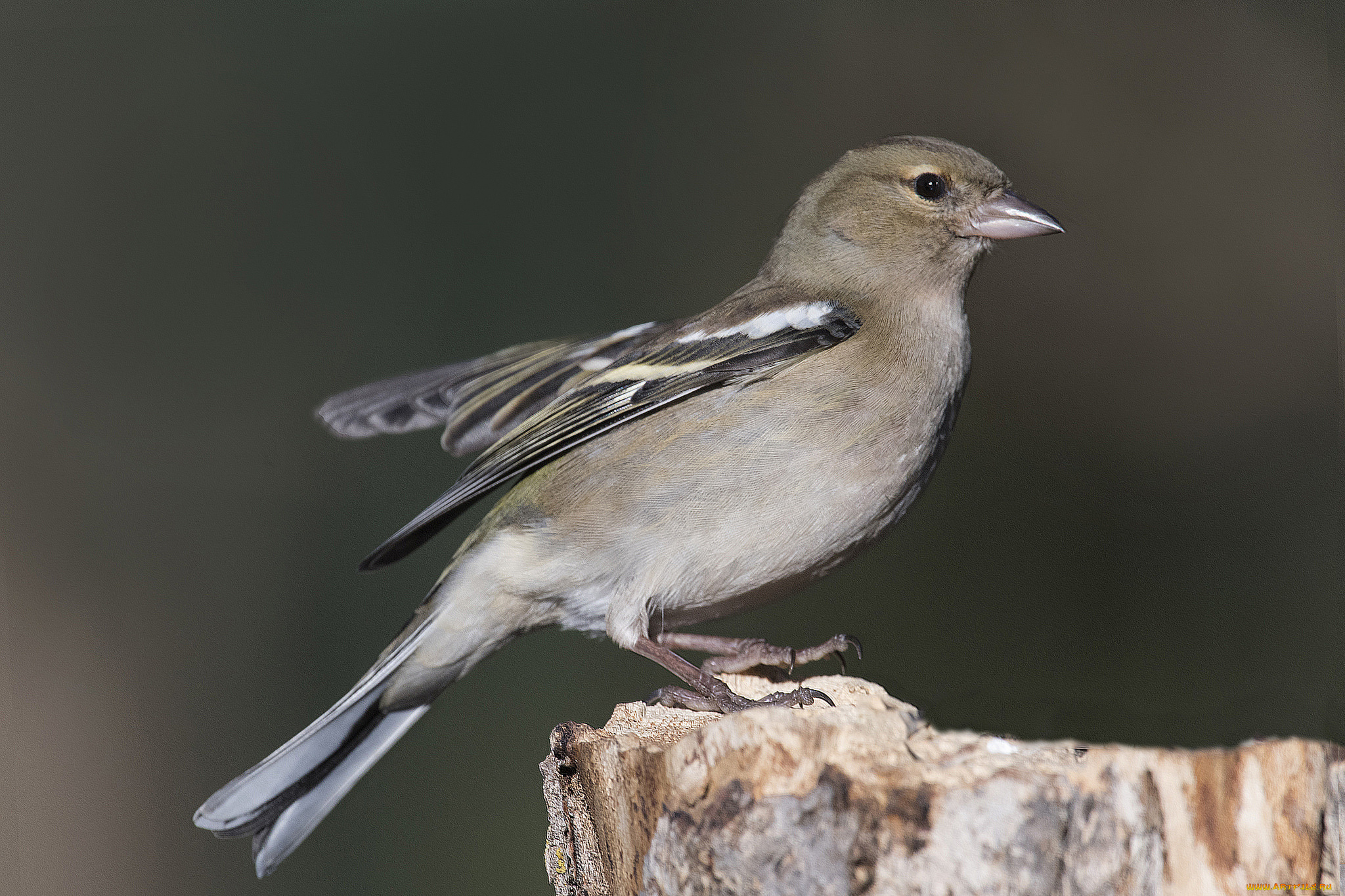 животные, птицы, птичка
