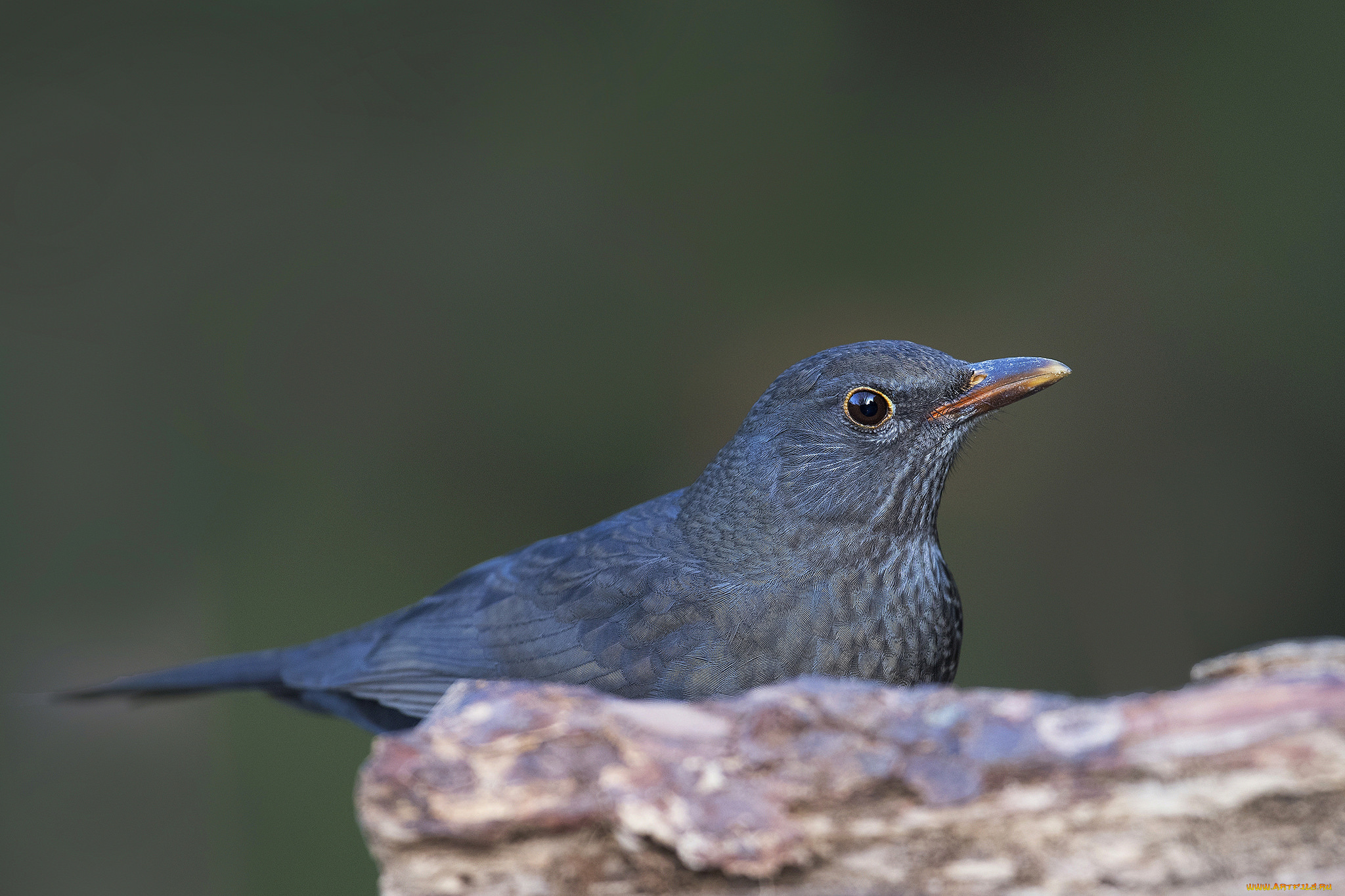 животные, птицы, птичка