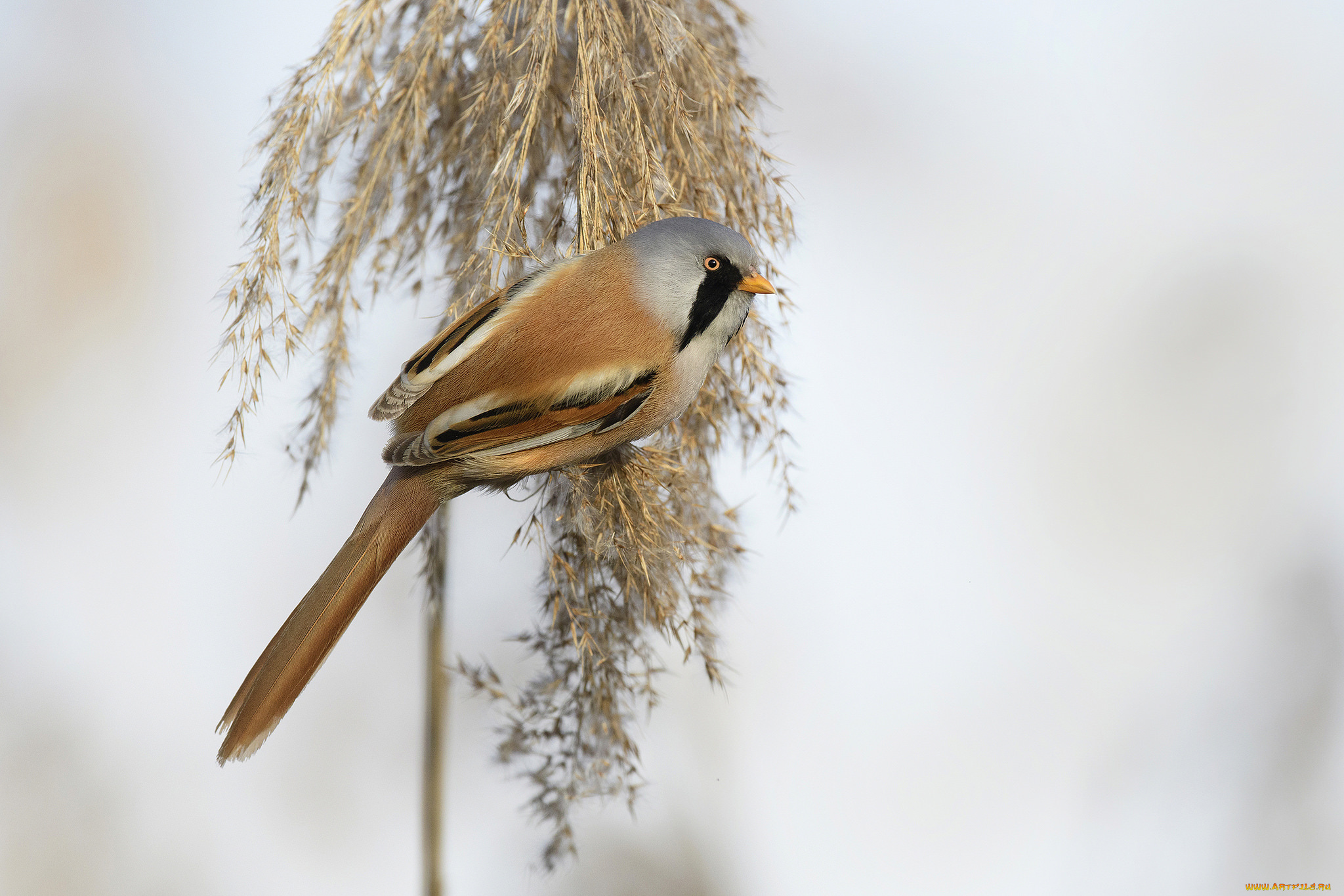 животные, птицы, птичка