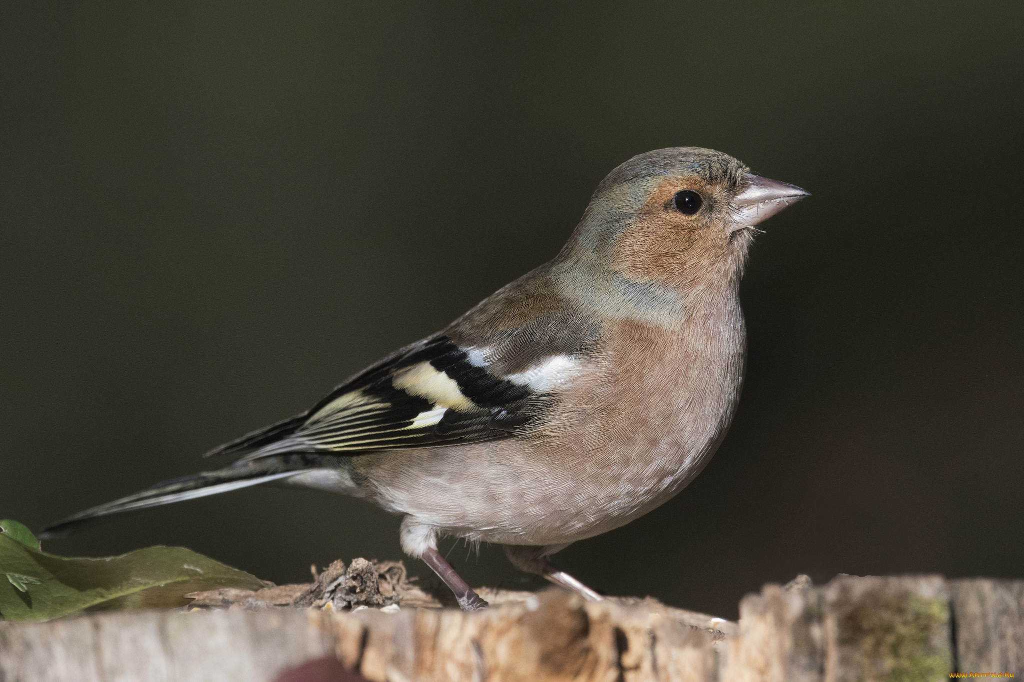 животные, птицы, птичка