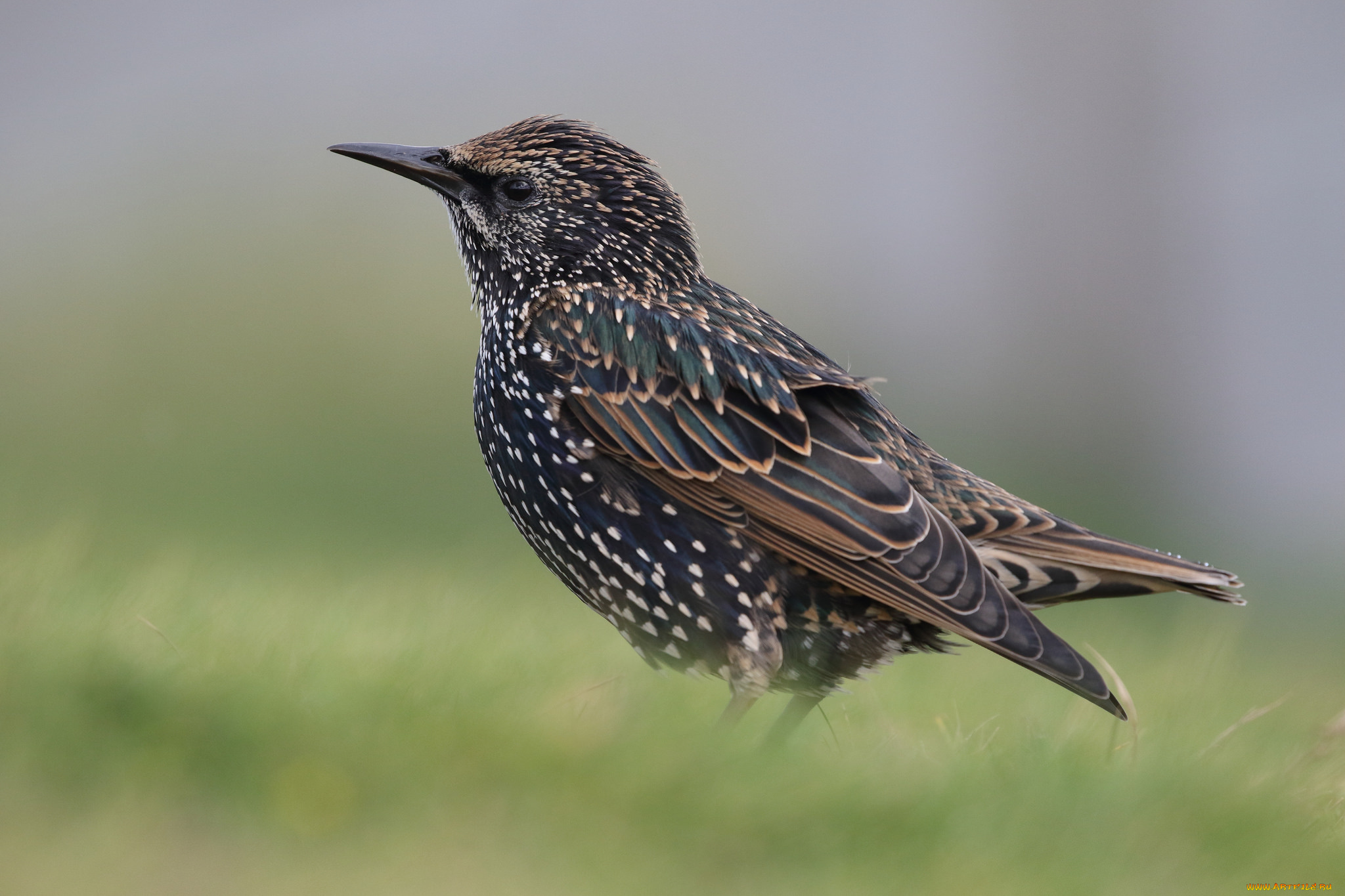 животные, птицы, птичка