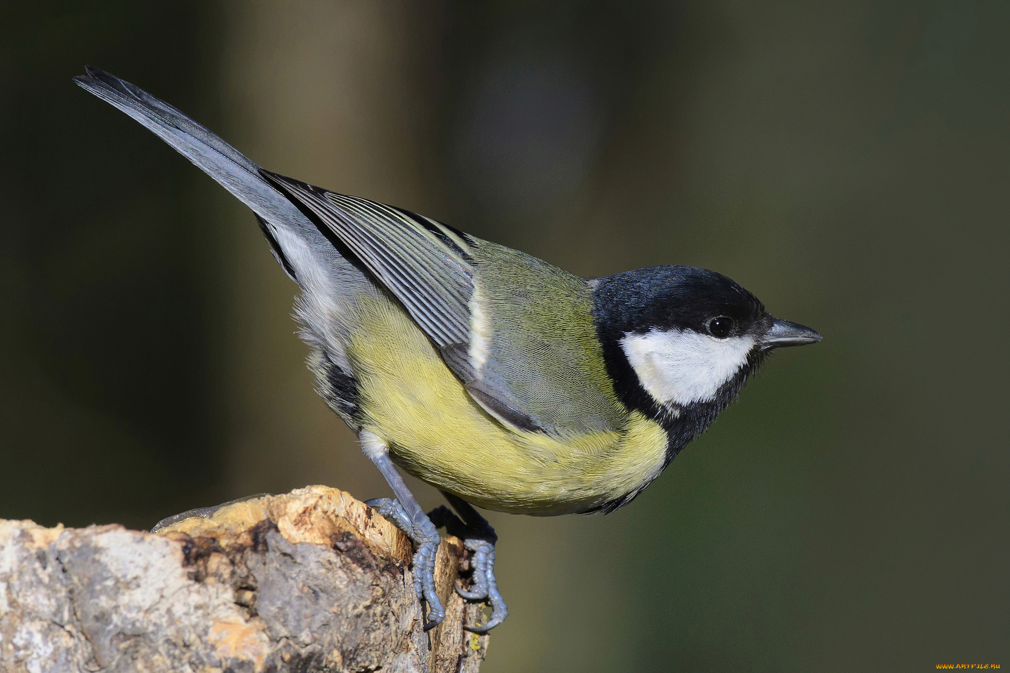 животные, синицы, , лазоревки, птичка