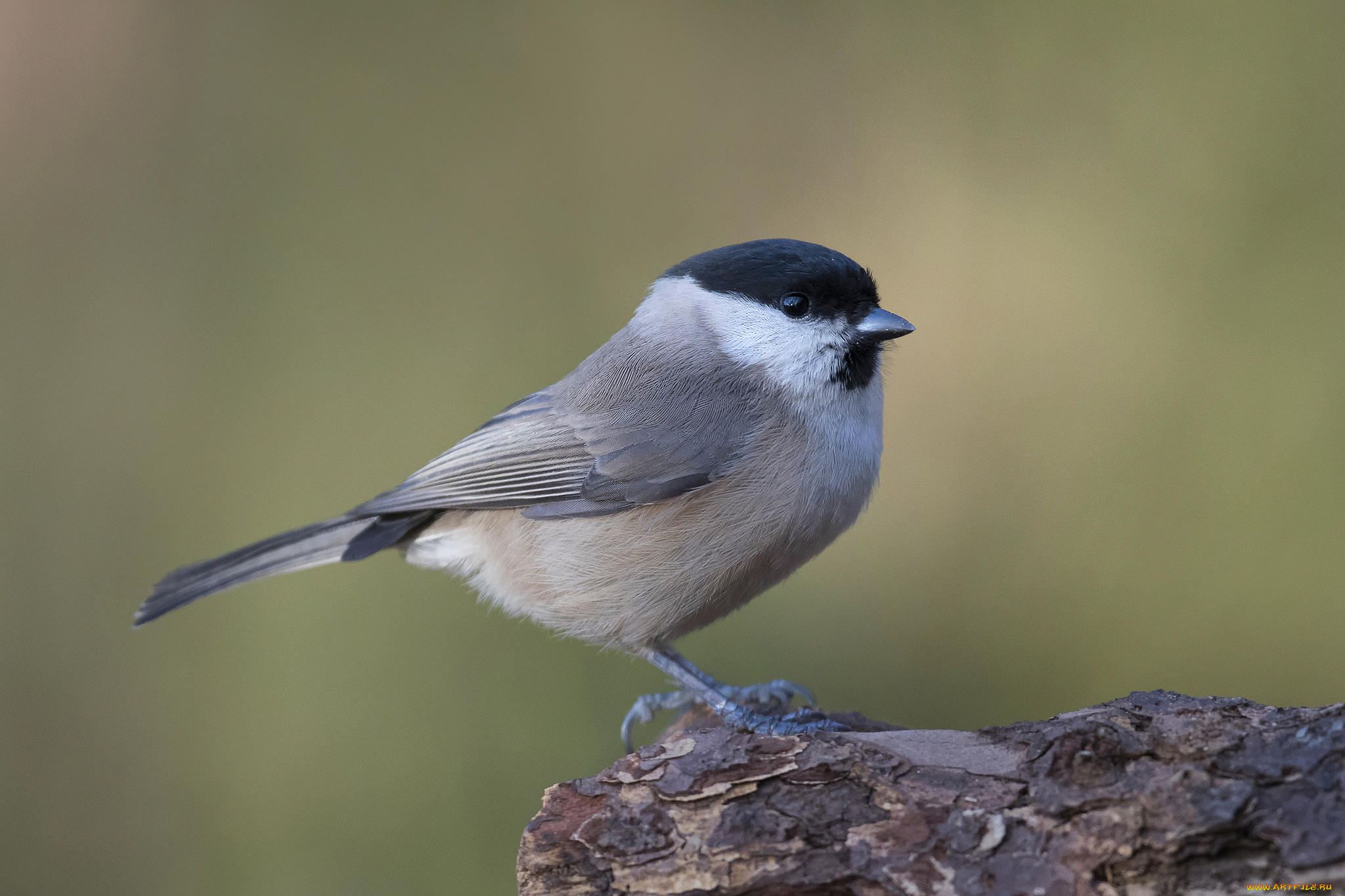 животные, синицы, , лазоревки, птичка