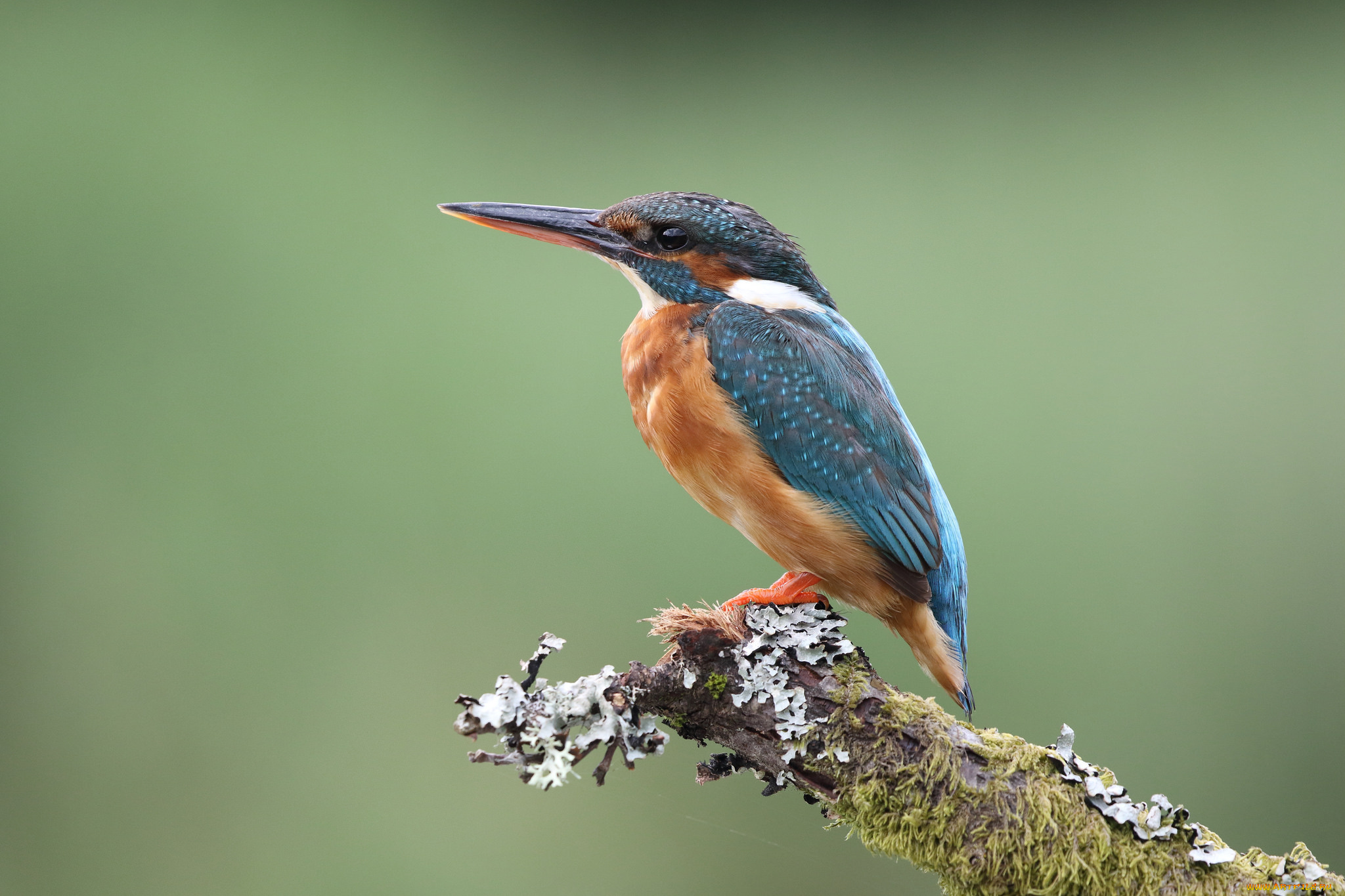 животные, зимородки, птичка
